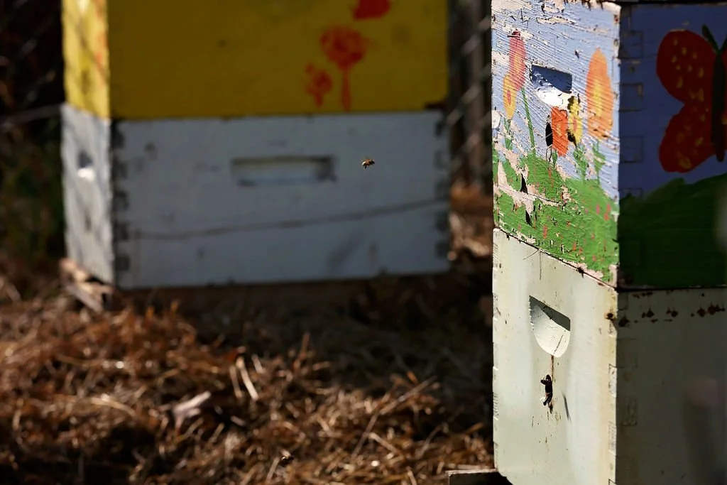Neighbor “Bee” ware