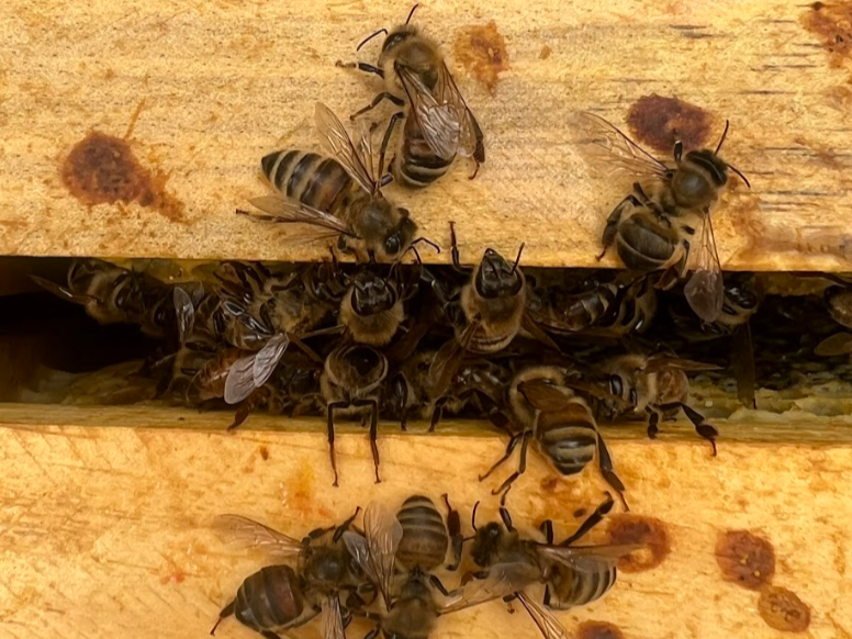 Bees entering and exiting a hive through a rectangular opening in a wooden hive box.