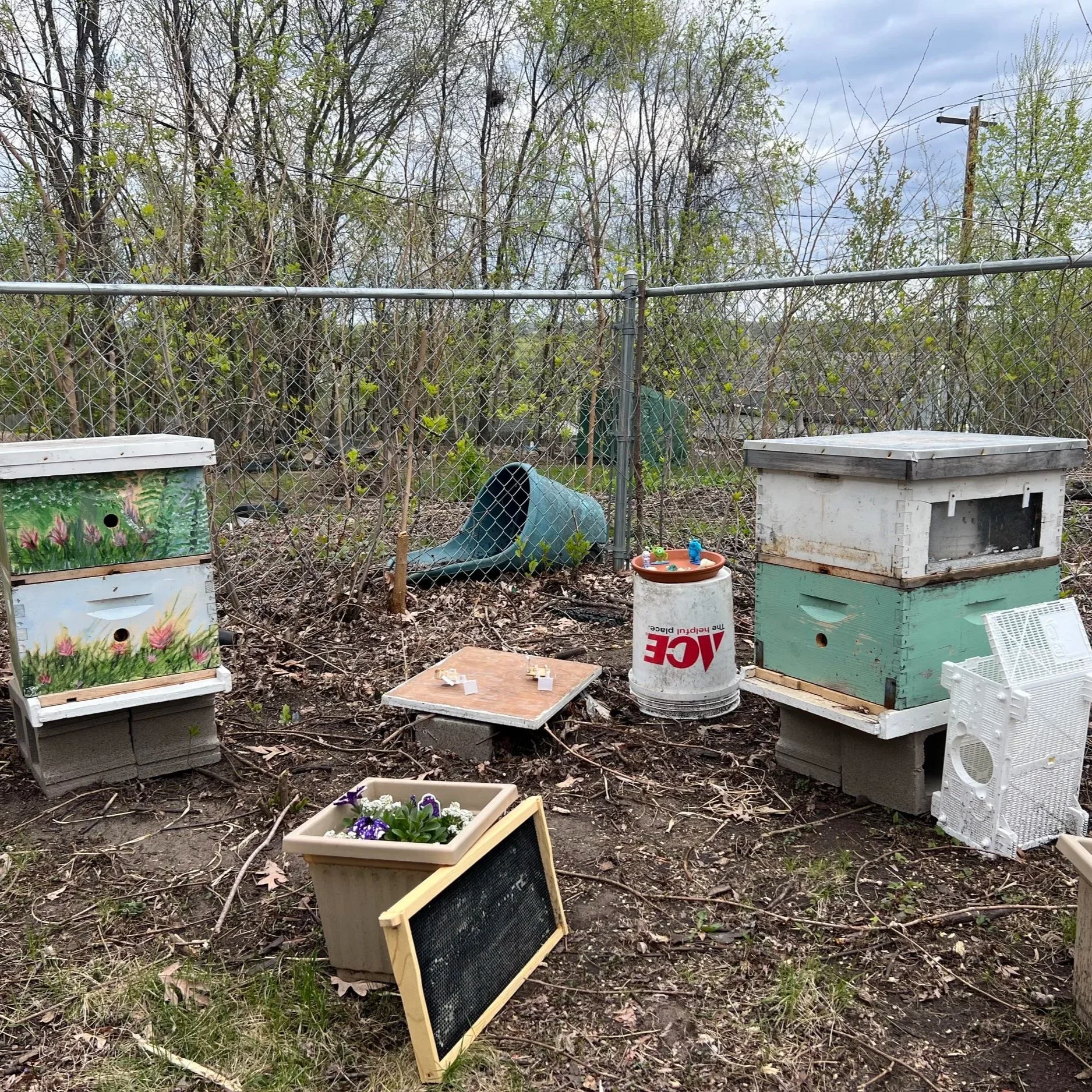 A garden area with various empty and partially used bee hives and containers, surrounded by leafless trees and bushes, overcast sky.