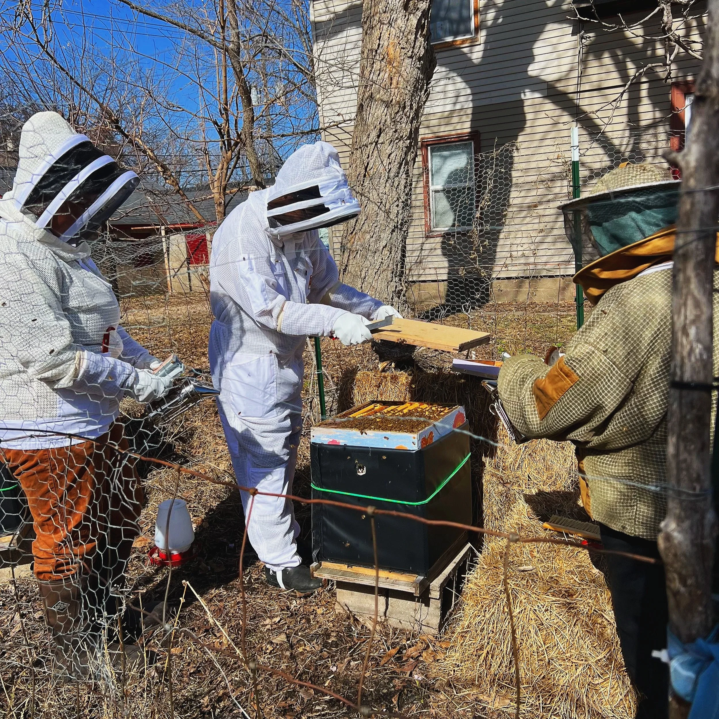 Beekeepers wearing protective suits and veils inspecting a bee hive outdoors next to a house, with a tree and dried grass in the background.