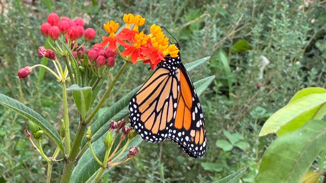 A monarch butterfly perched on vibrant red and yellow flowers amidst green foliage.