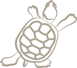 Wave Dermatology stylized line drawing of a turtle with a patterned shell and outstretched limbs.