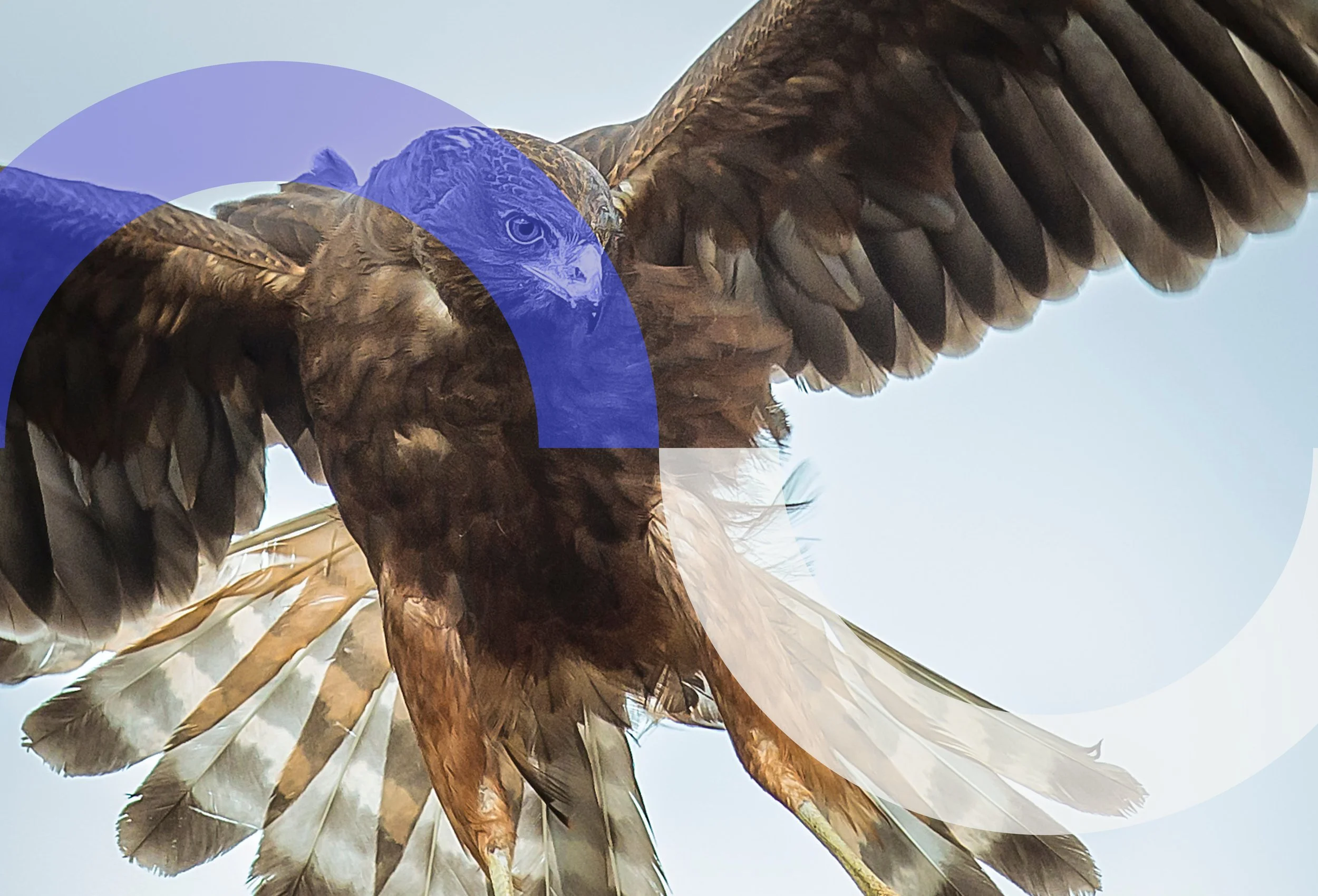 Close-up of a bird of prey, possibly a hawk or falcon, with brown plumage and spread wings against a pale sky background.