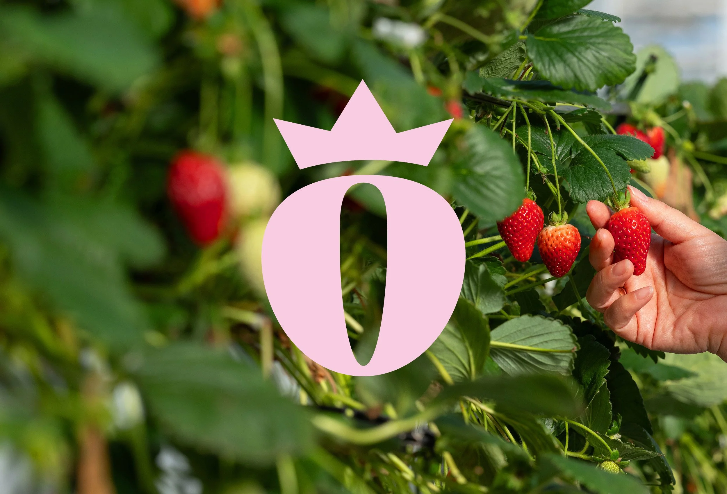 Close-up of ripe strawberries on the plant, with a person's hand holding a few of them. Green leaves surround the berries.