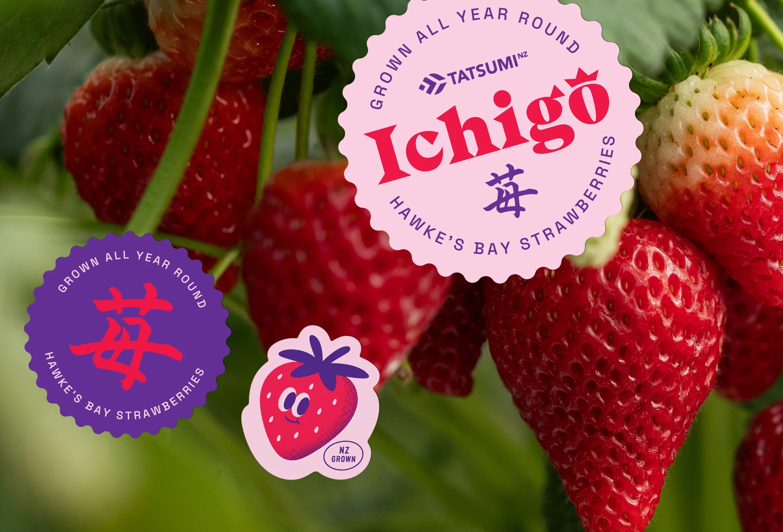 Close-up of ripe and unripe strawberries on a plant with stickers labeling them as grown in New Zealand's Hawke's Bay region and on the whole, indicating strawberries grown all year round.