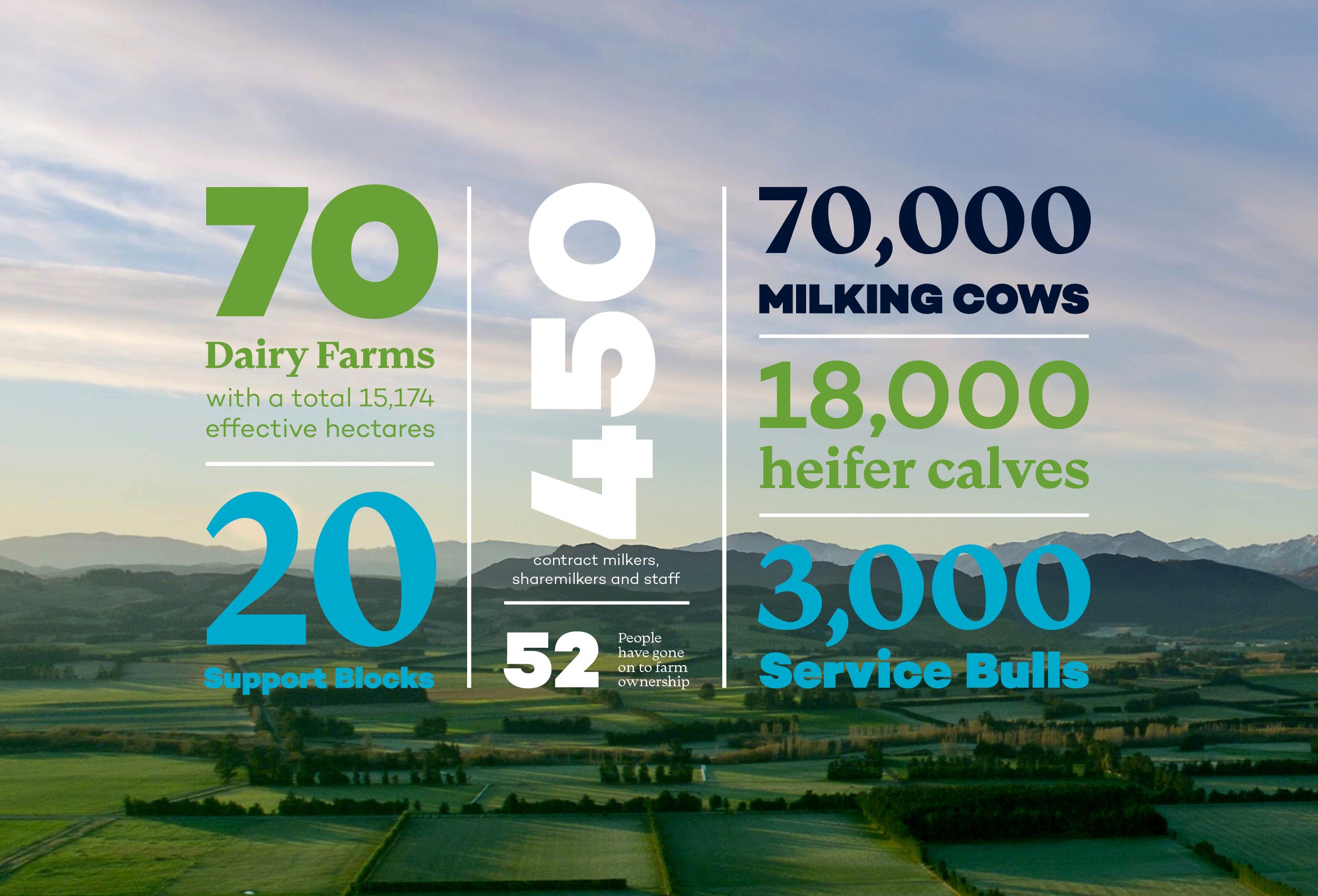 An infographic over a landscape background showing statistics about dairy farms, including that 70 dairy farms with 15,174 hectares produce milk for 70,000 milking cows, with 18,000 heifer calves. Other data points include 20 support blocks, 52 people on farm ownership, and 3,000 service bulls.