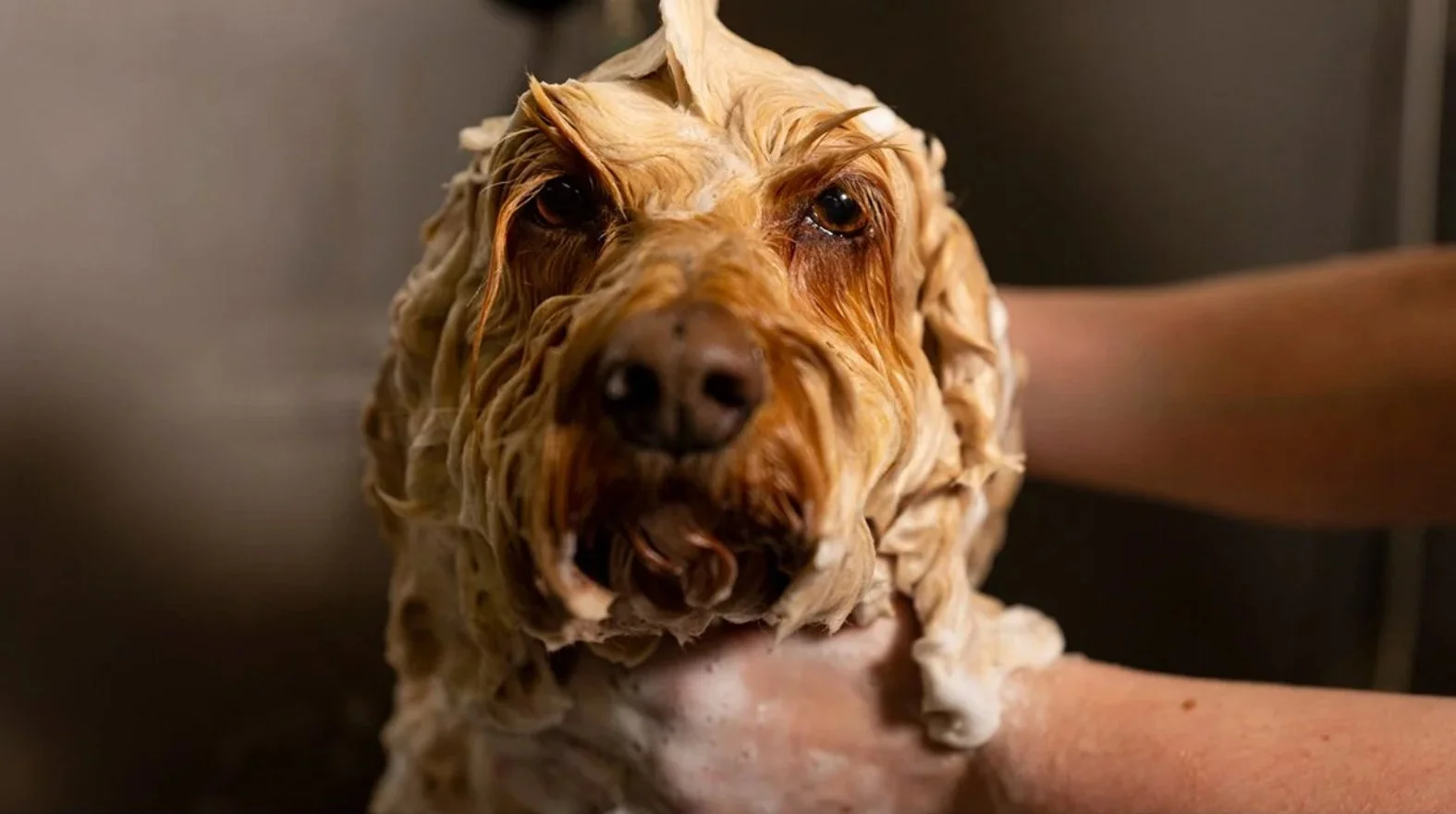 A dog being bathed with wet, curly fur and a person's hand gently holding it.