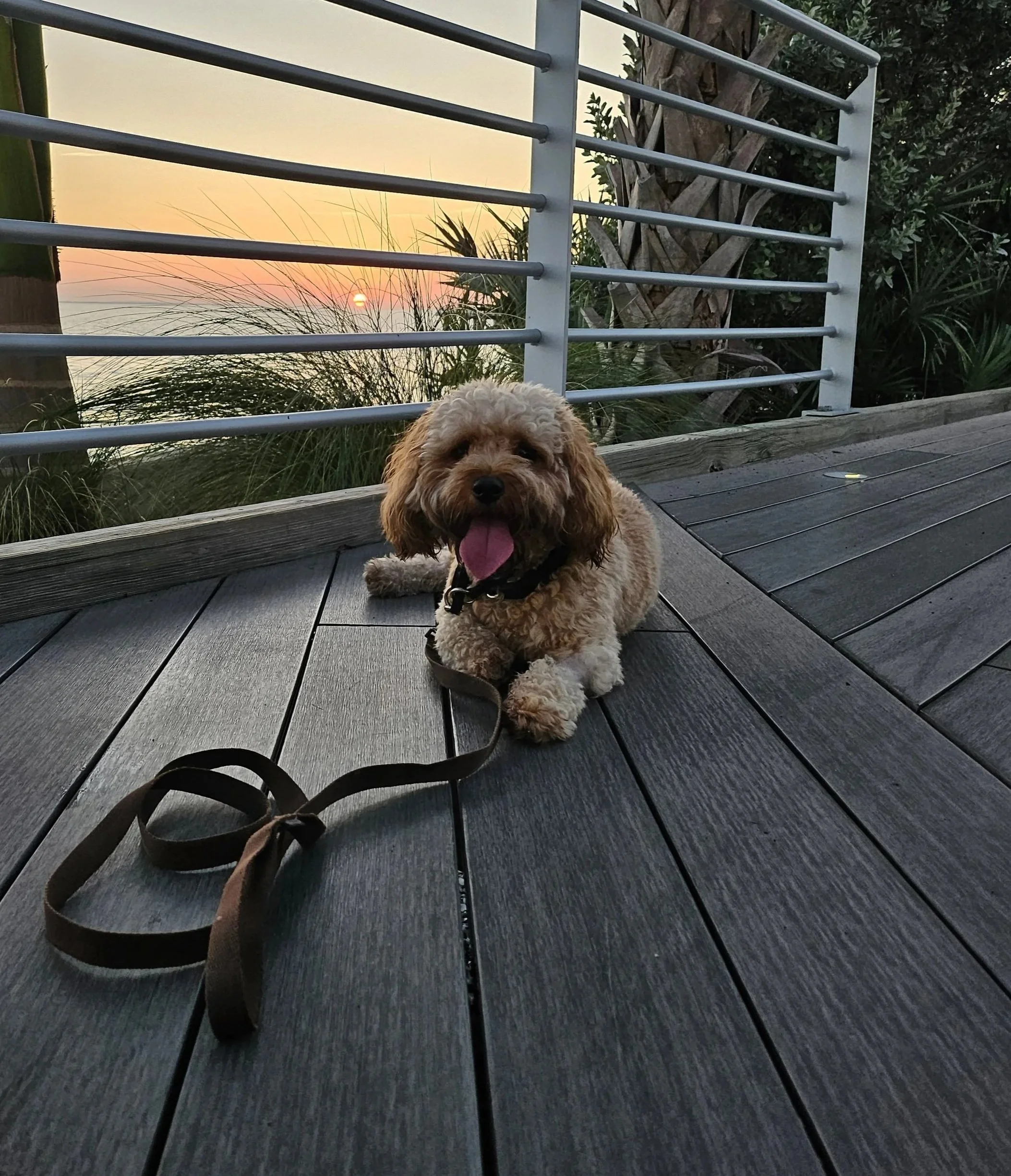 You’re Not Doing It Wrong, You’re Missing a Simple System for Your Dog