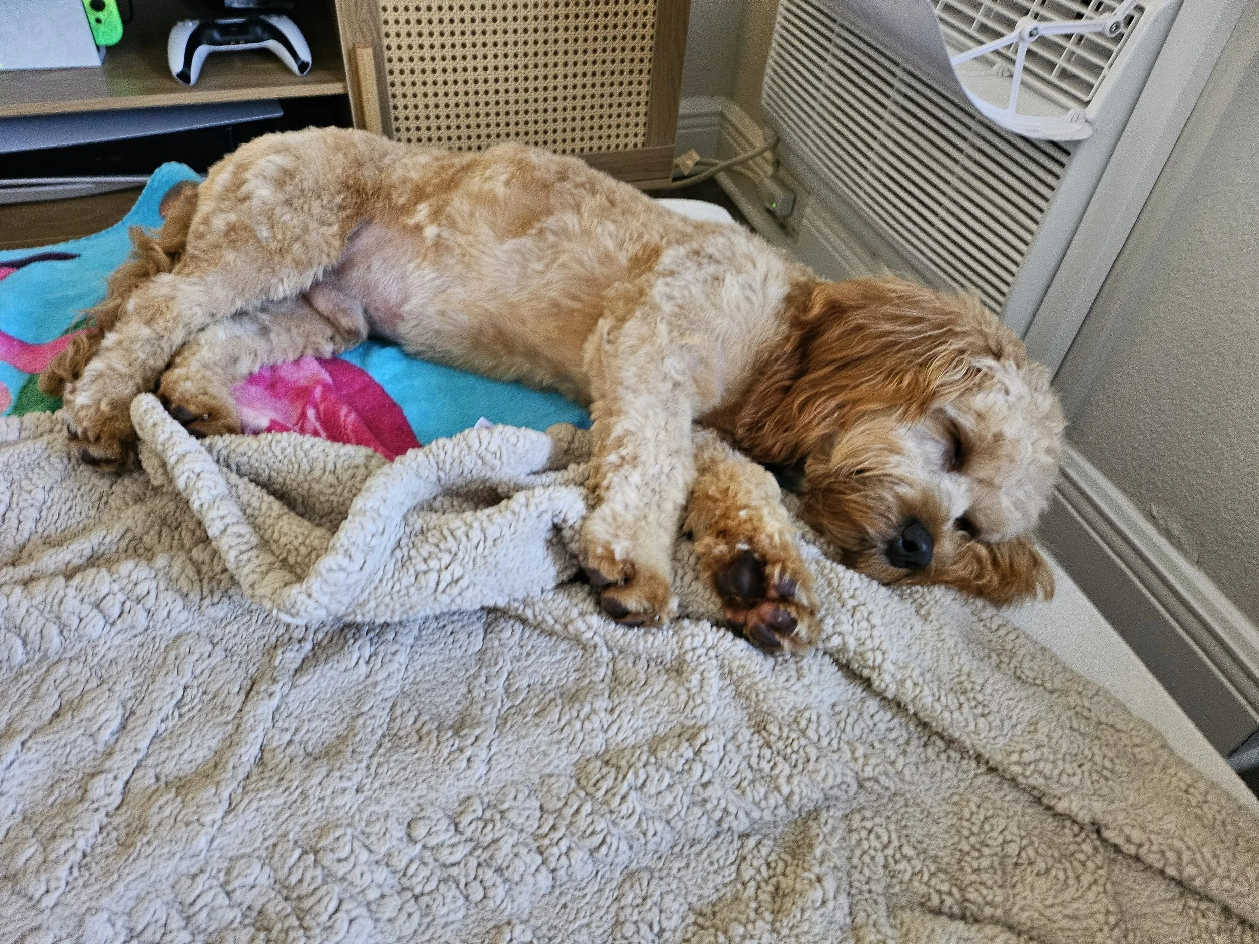 Your Dog Does Not Need Constant Entertainment