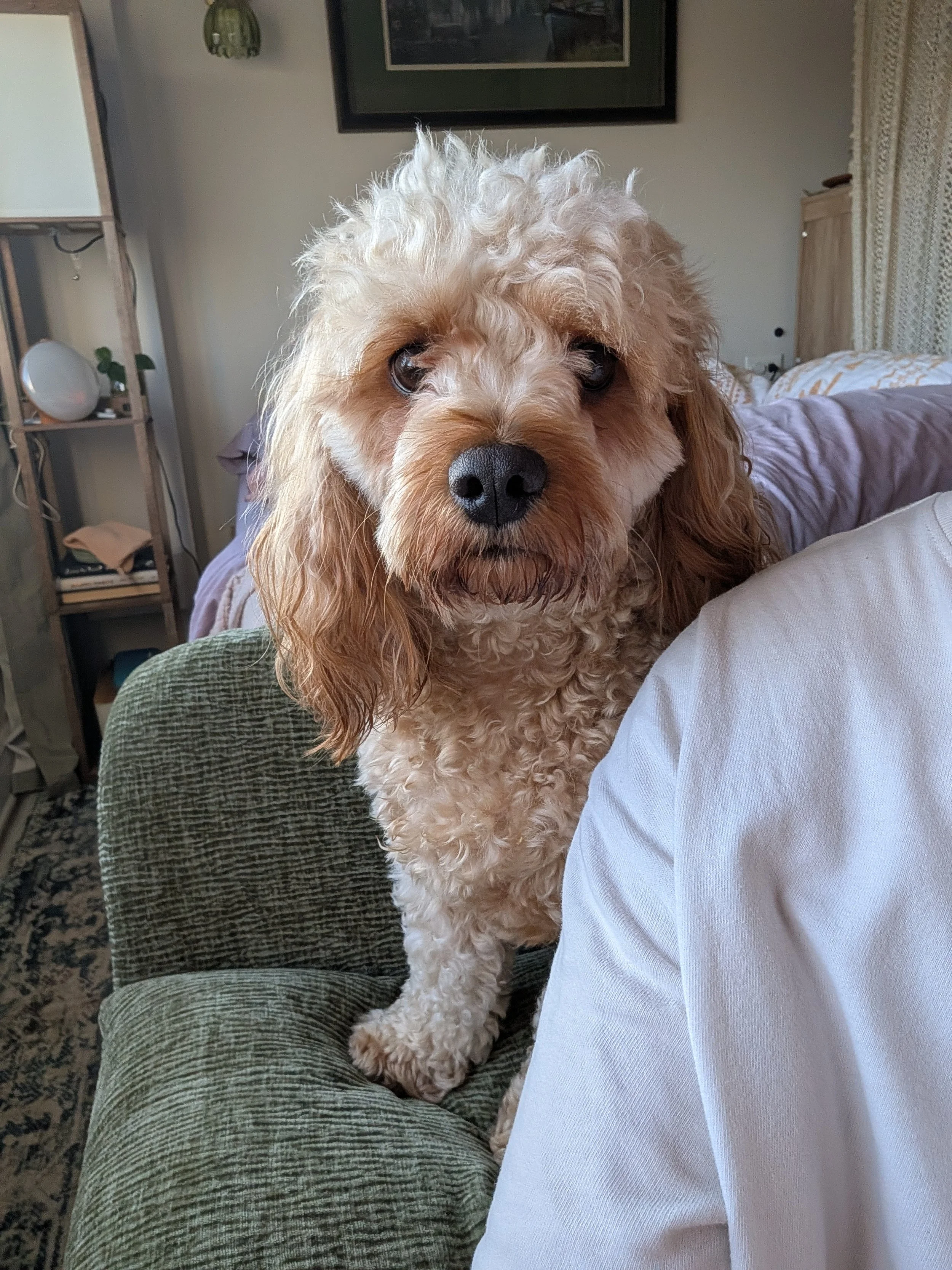 Why Your Dog Follows You Everywhere (And What They Actually Need)