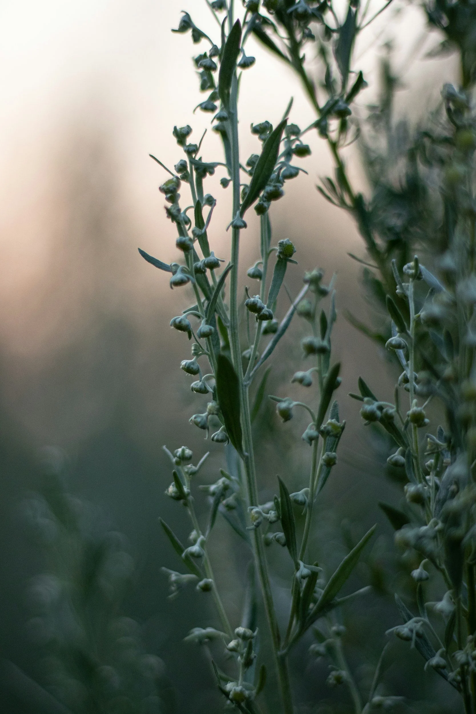 Close-up of green plant stems with small buds and elongated leaves, taken outdoors with natural lighting and a blurred background.