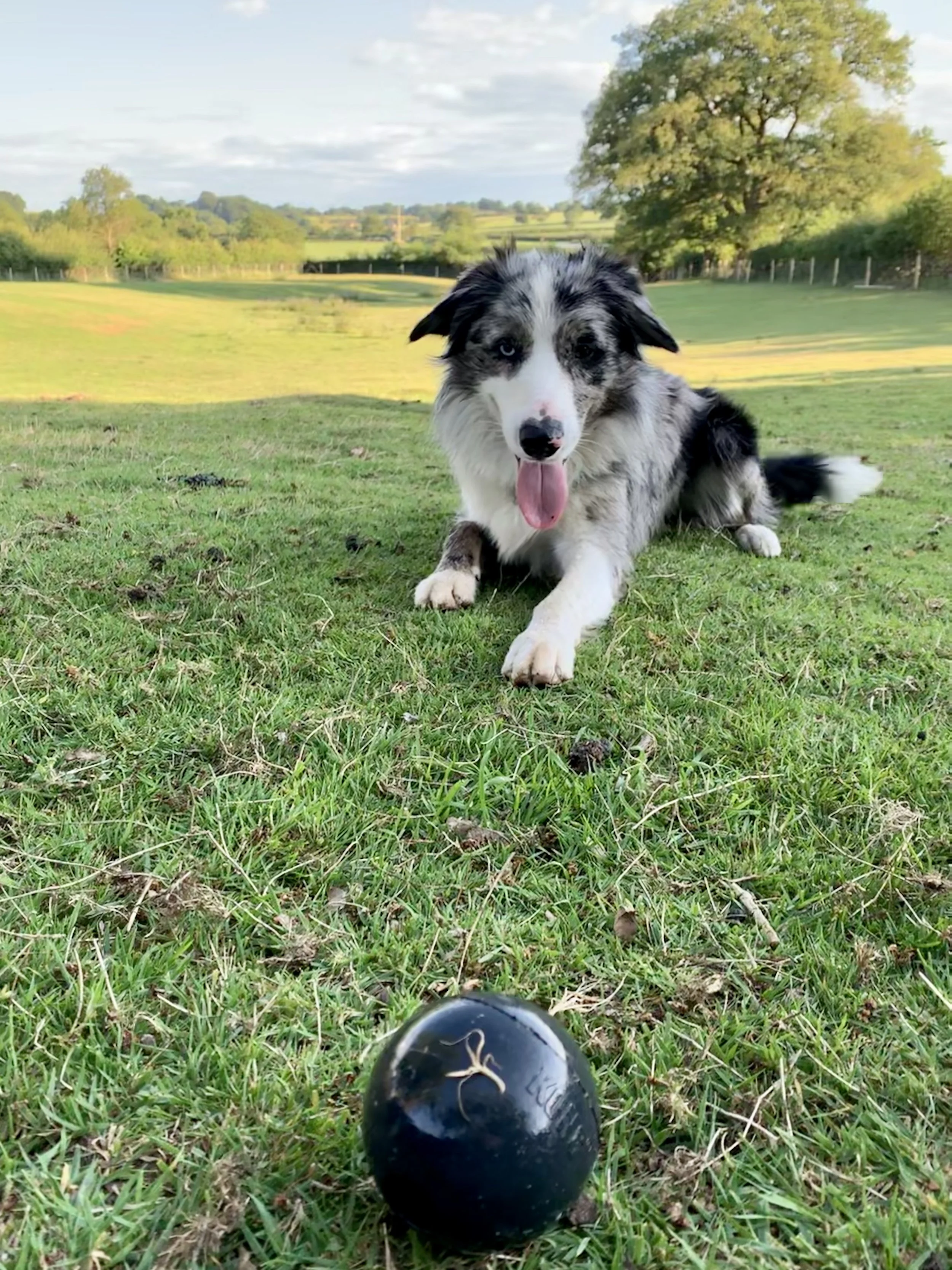 Dog wait patiently with a ball in a field