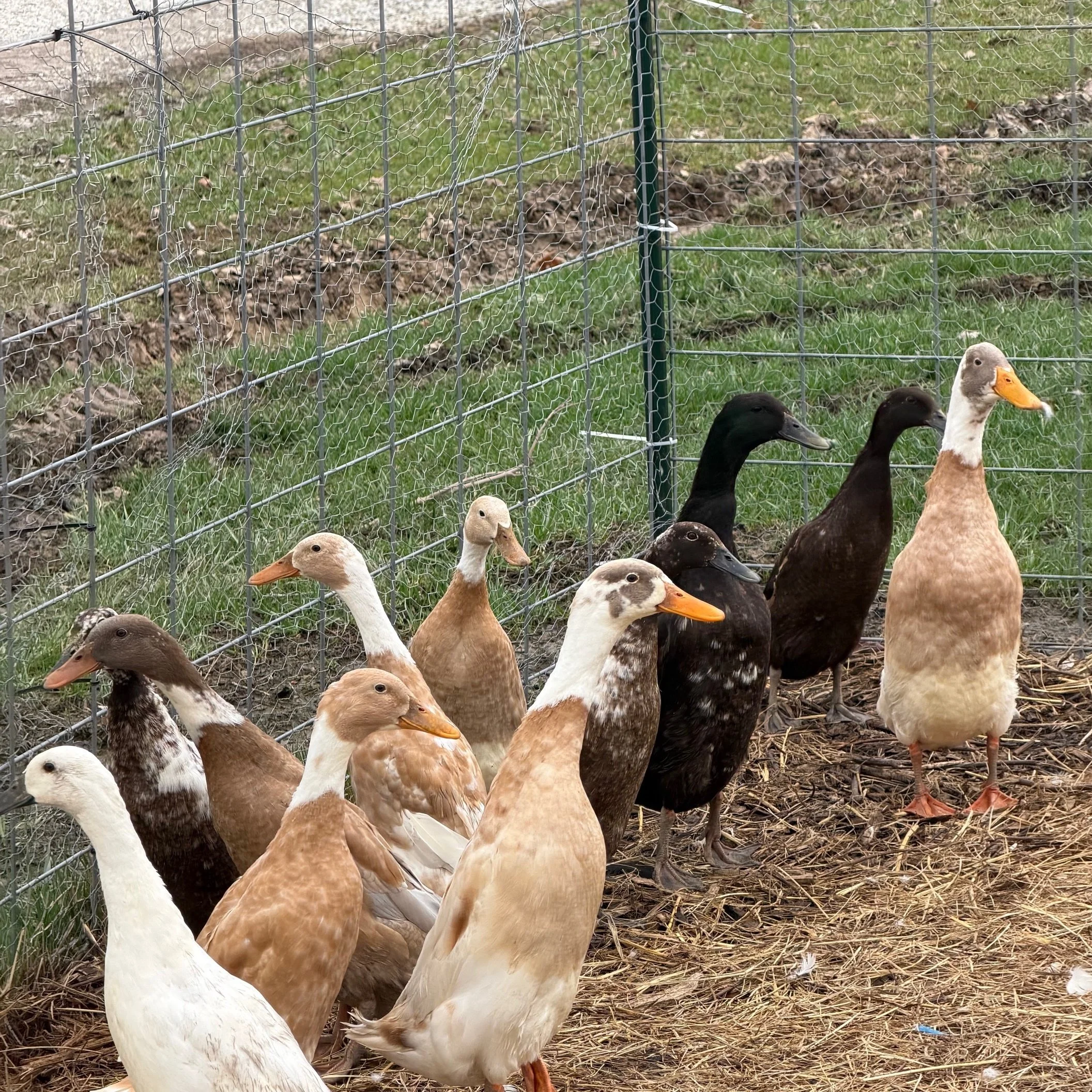 Indian Runner Ducks (Full Size)