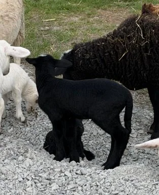 Pipers Ram.jpg