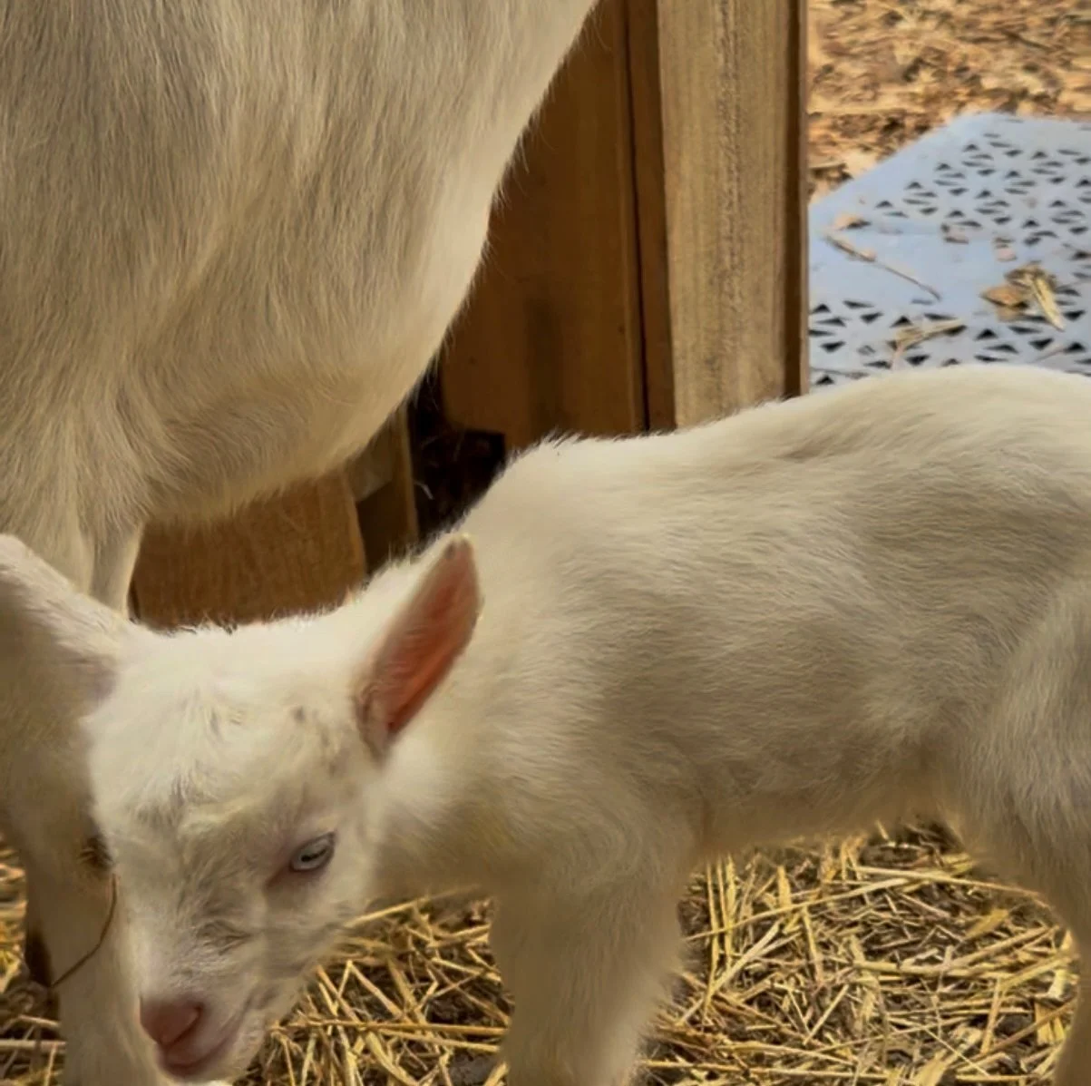 Alpine/Toggenburg Buckling