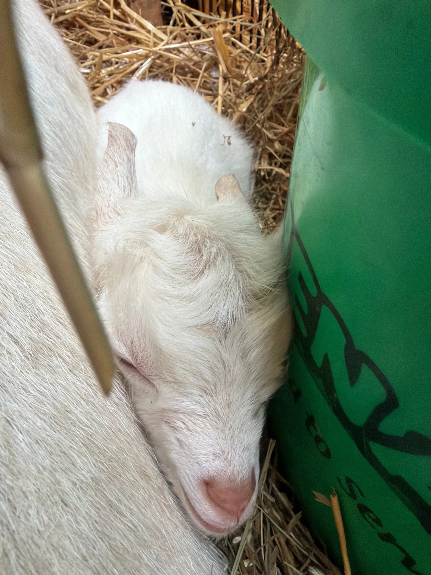 Sugar 2.jpg