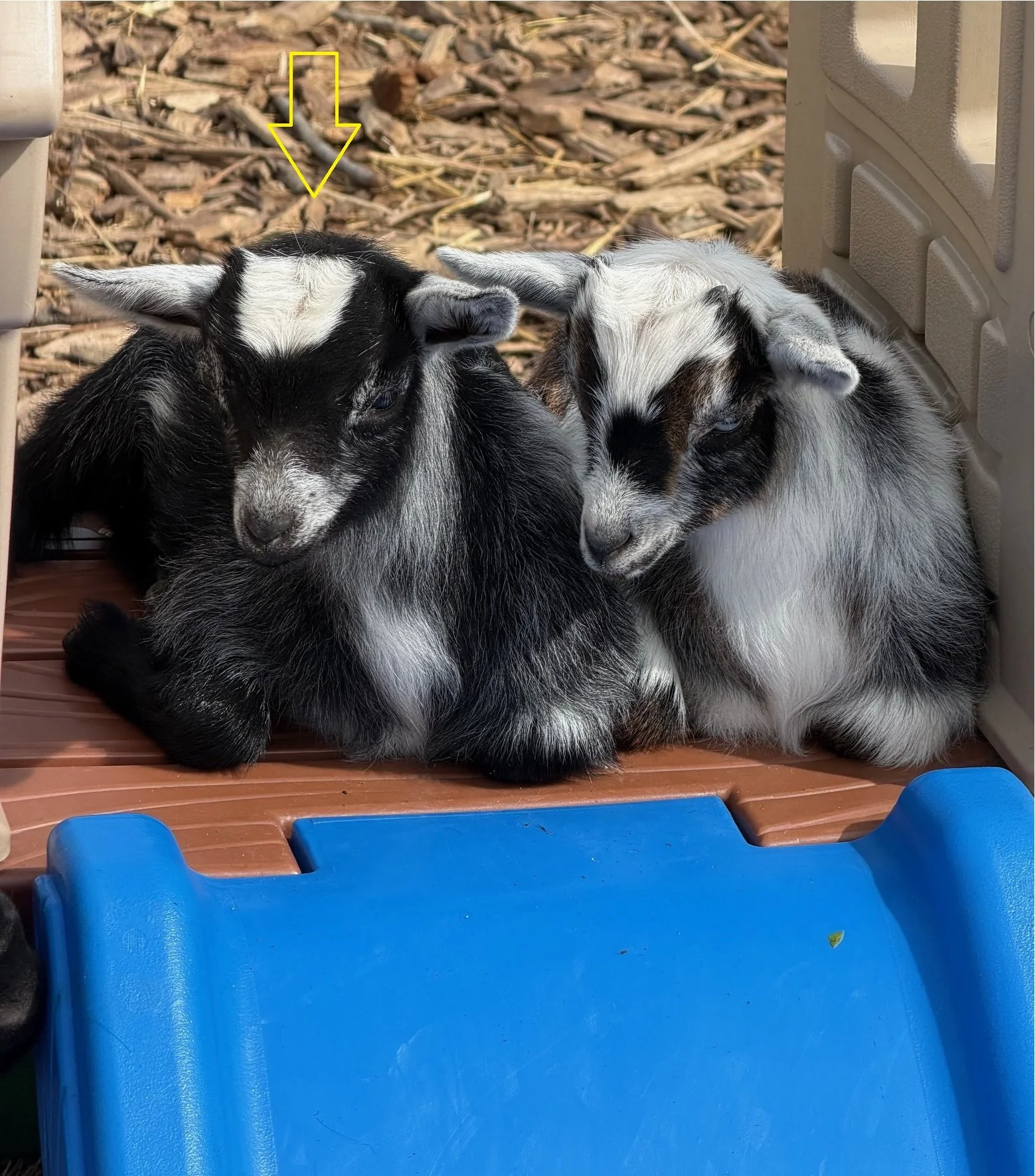 Baby Goats.jpg