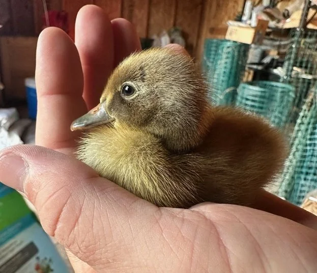 Duckling.jpg