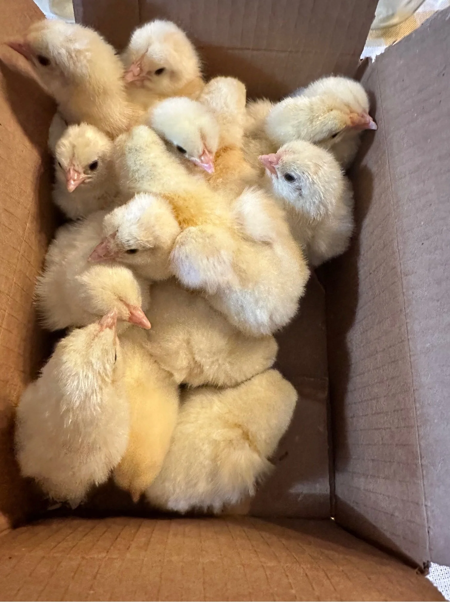 Layer Chicks