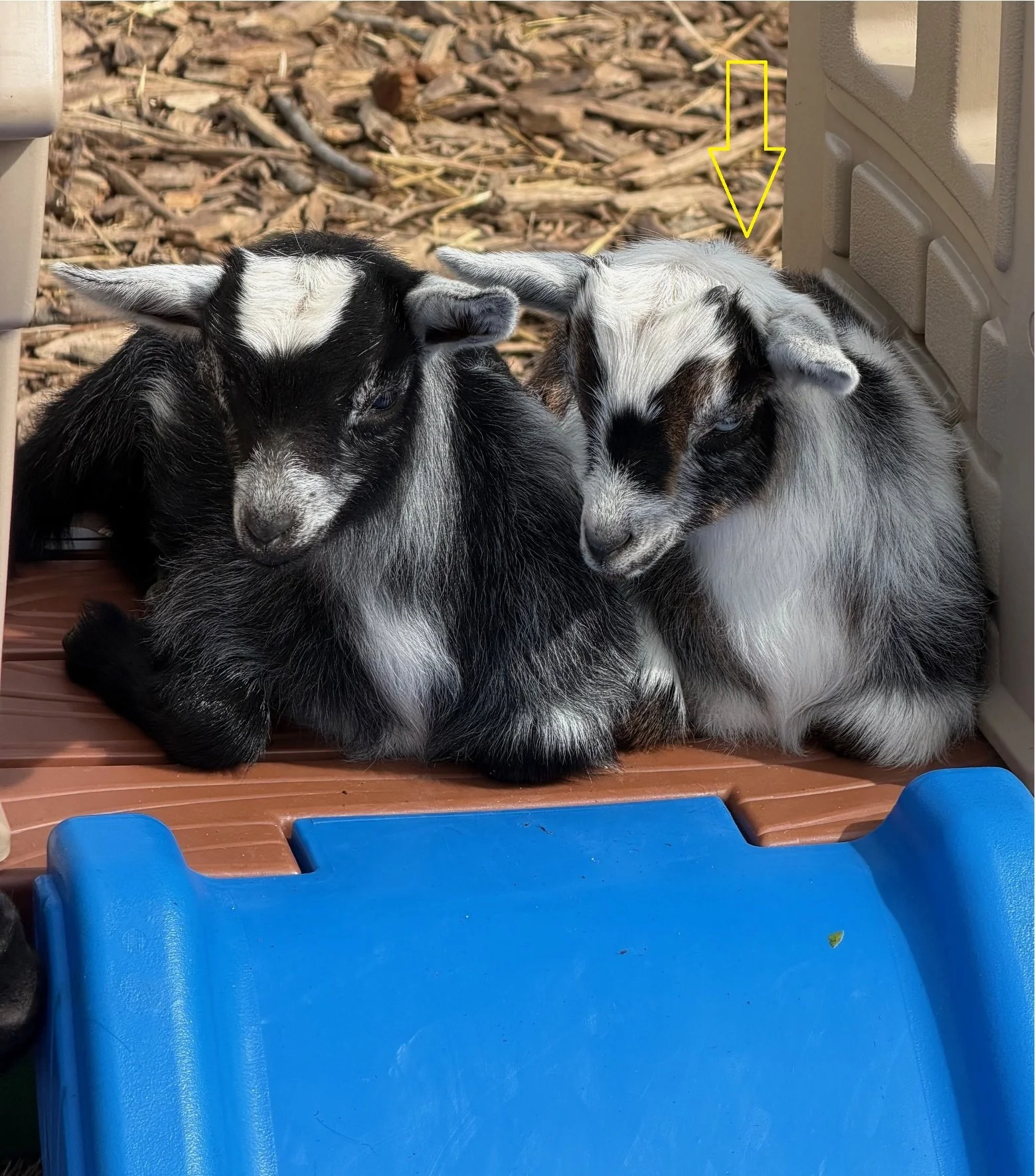 Baby Goats.jpg