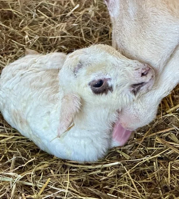 Paisleys little ewe.jpg