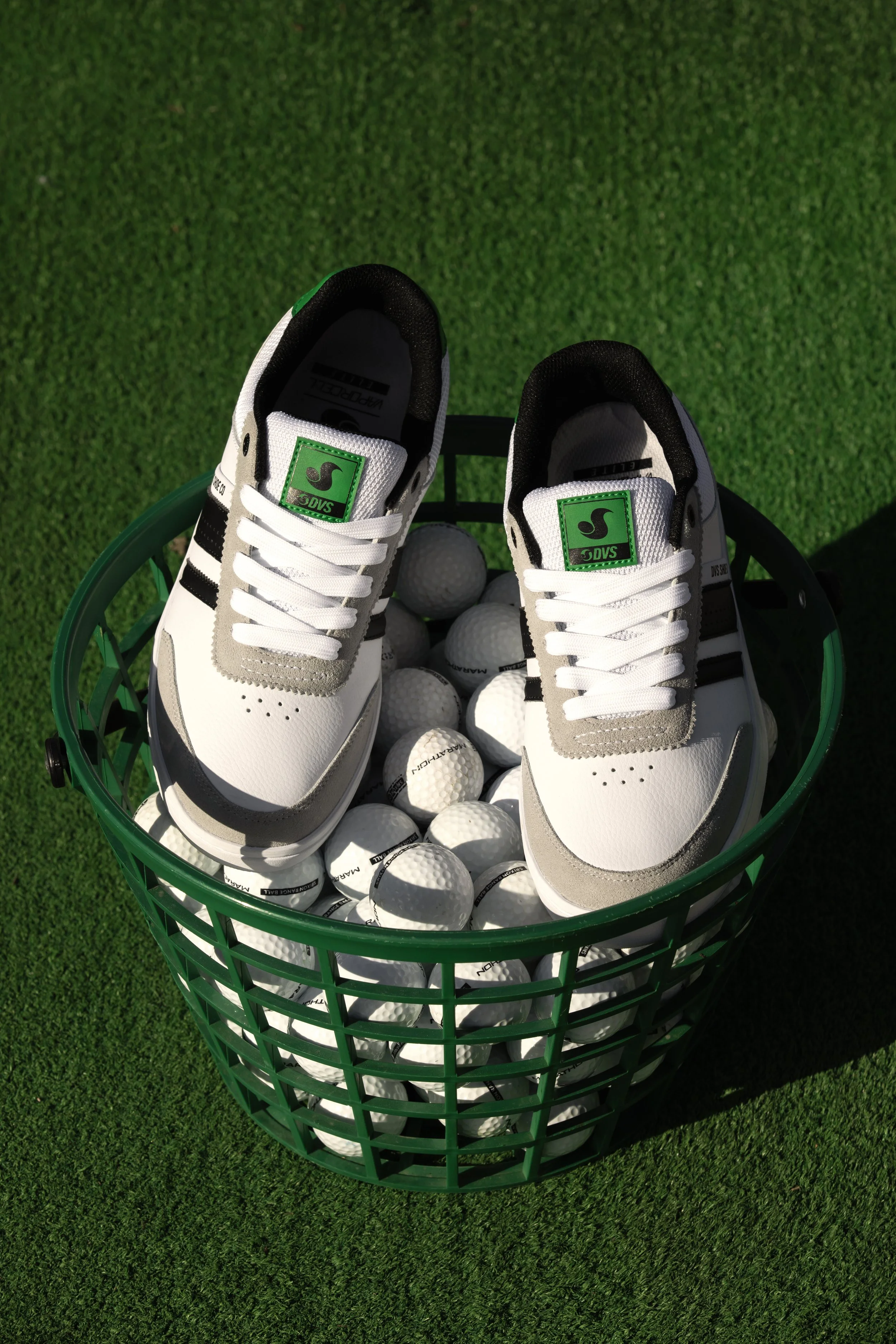 White:green milans in golf bucket product photo.JPG