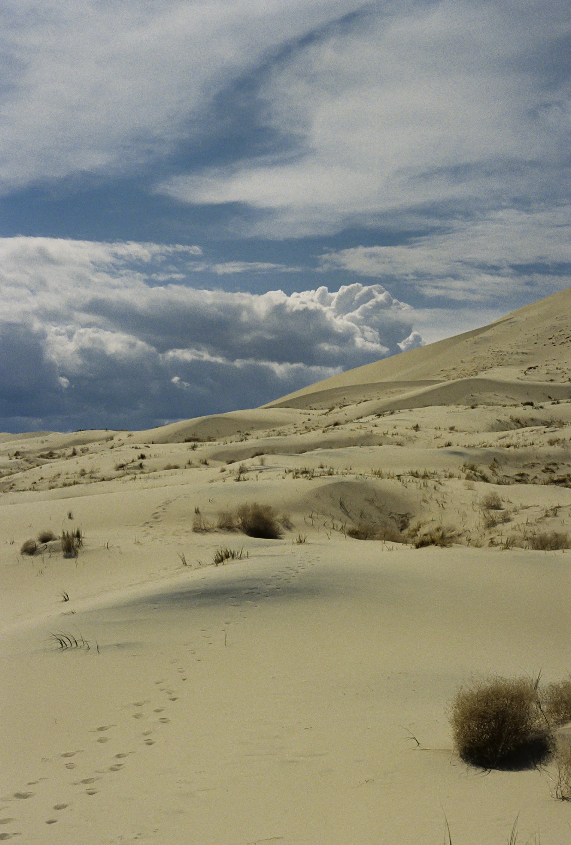 Kelso sand dunes 4.JPG