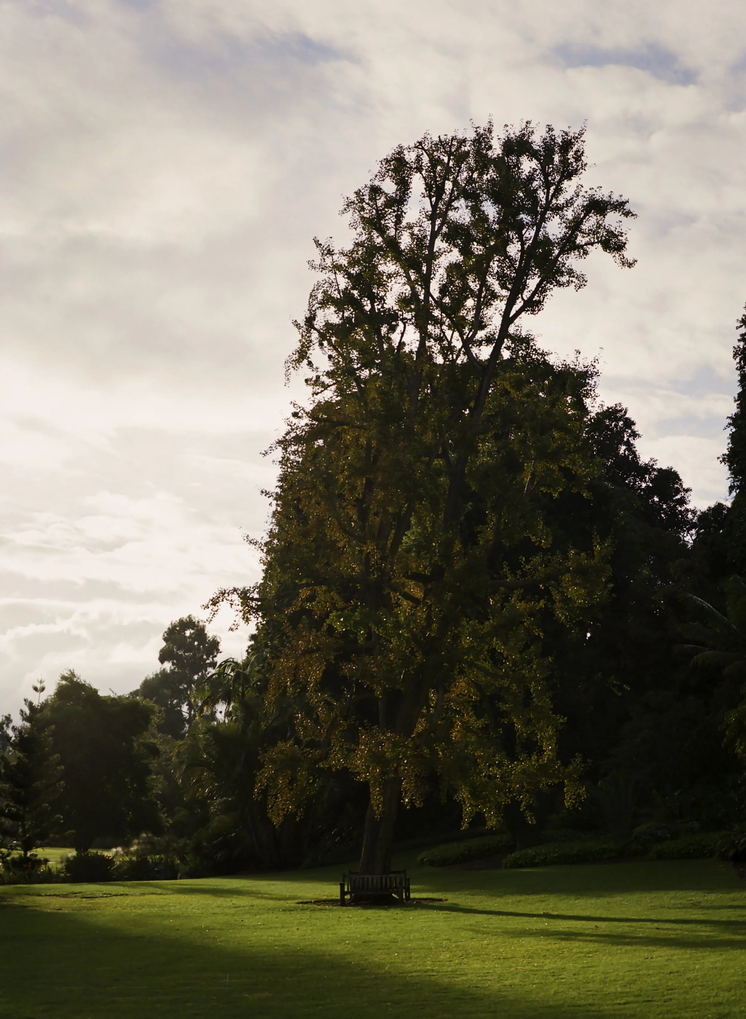 Bench under tree at The Huntington.JPG