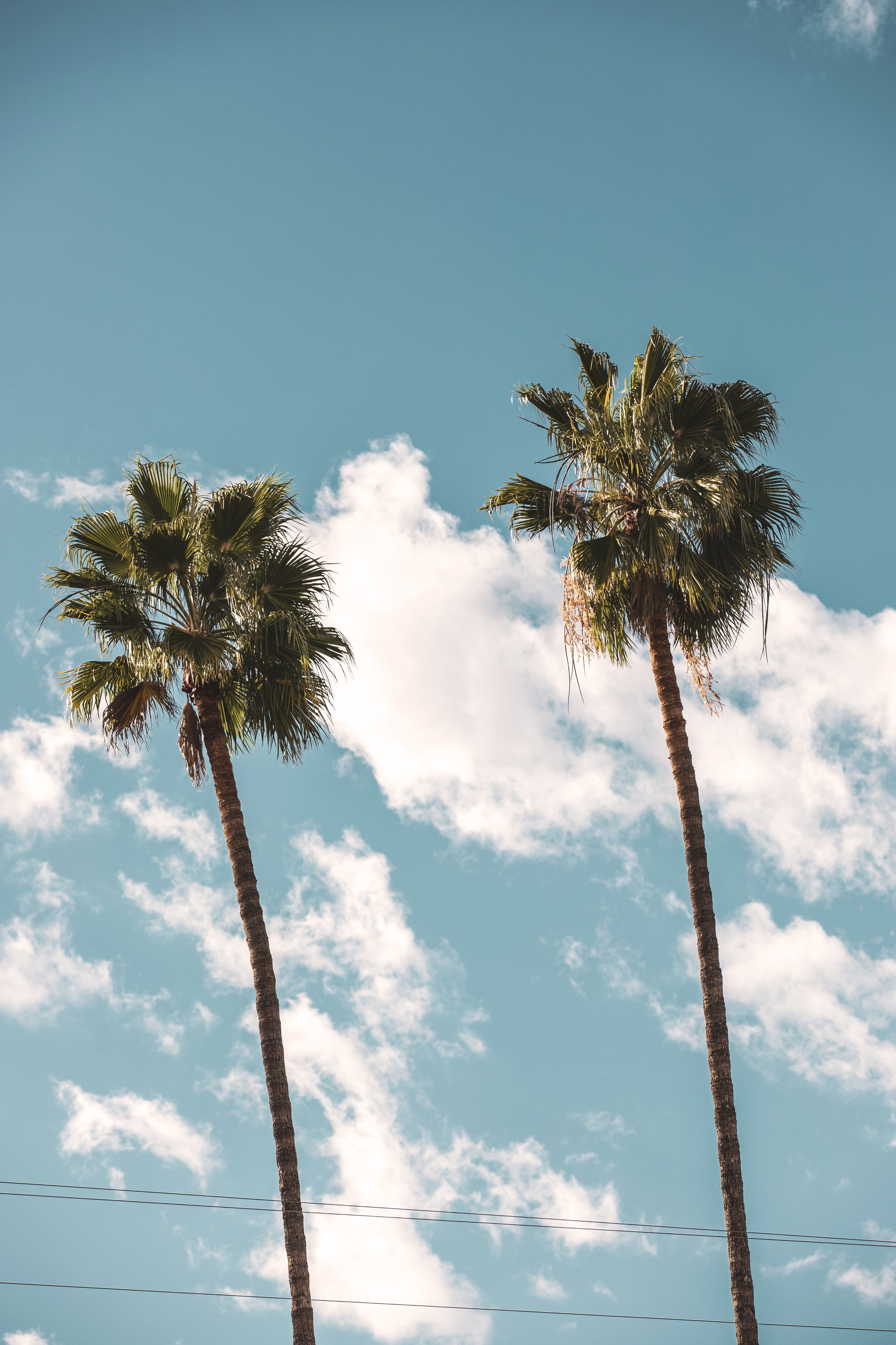 Palm trees scenery.JPG