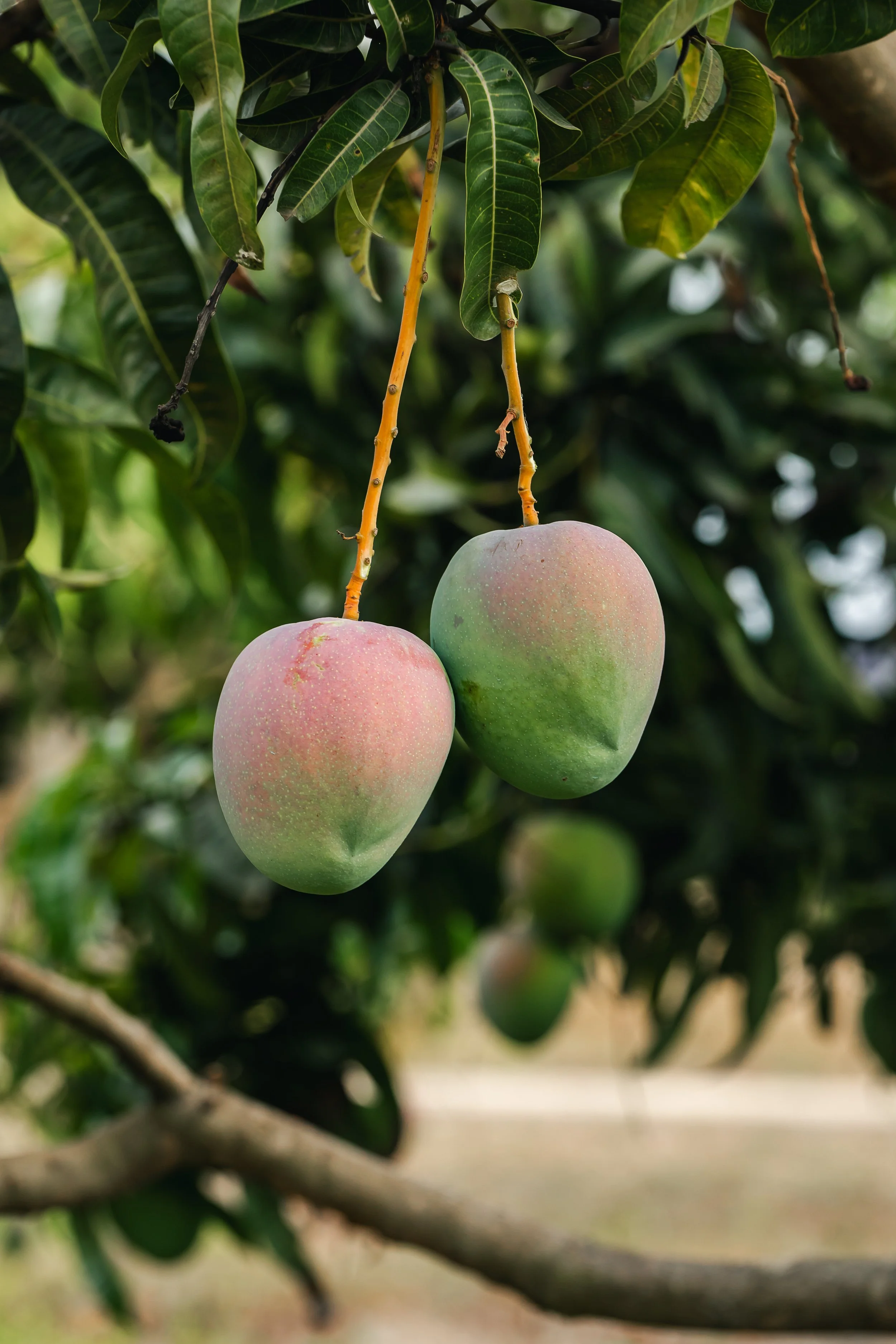 Two mangoes hanging from a tree branch with green leaves.