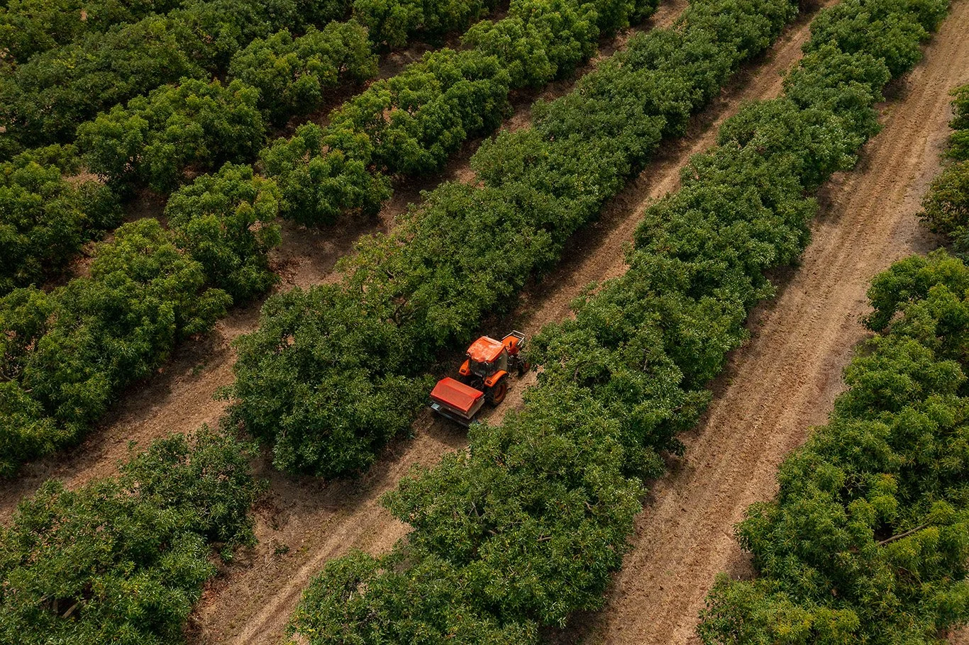 An aerial view of a tractor working in an orchard with rows of green trees and dirt paths between them.