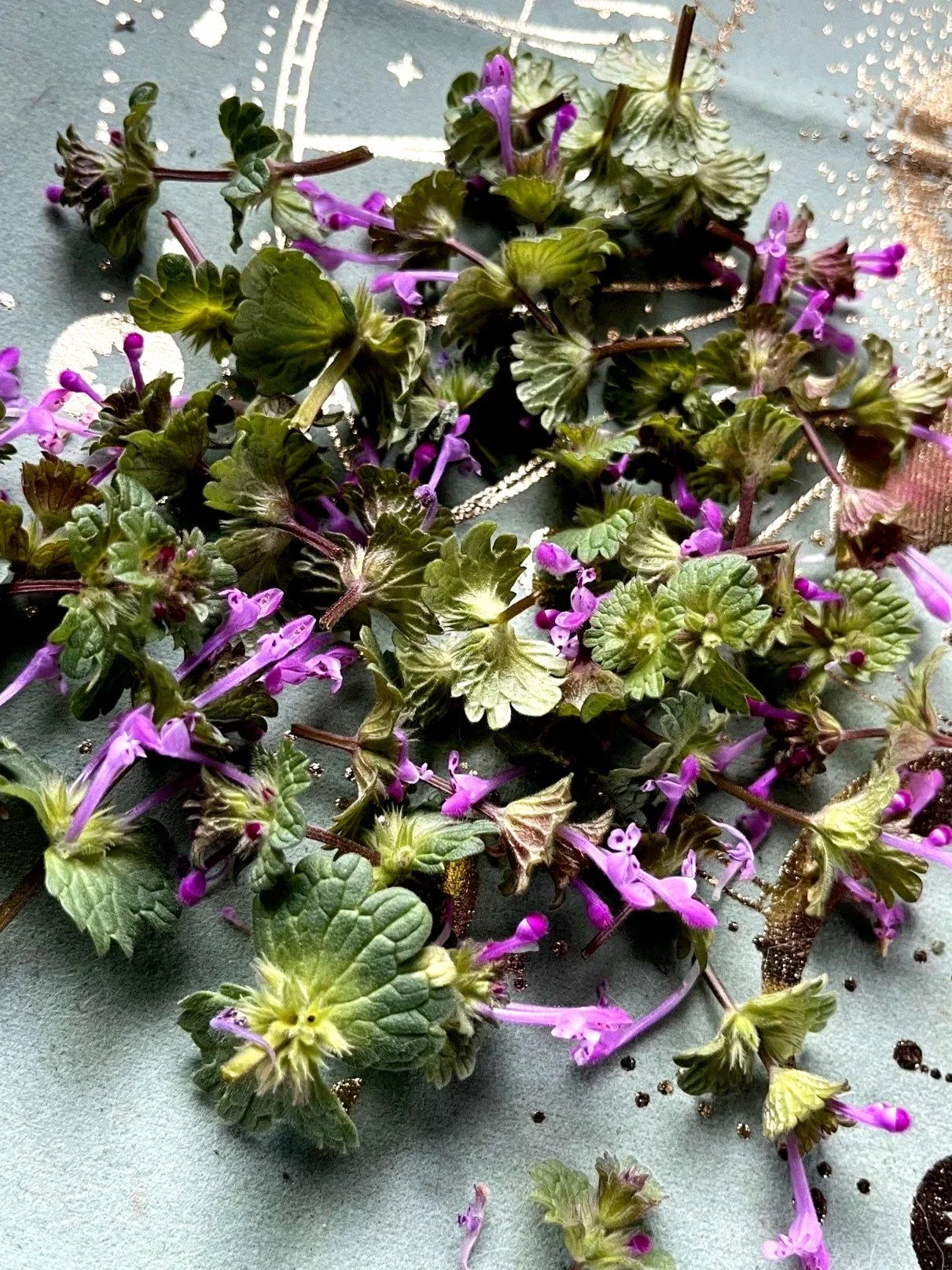 A pile of small green and purple flowering plants with tiny purple flowers and green leaves, scattered on a gray surface with small black beads or seeds.