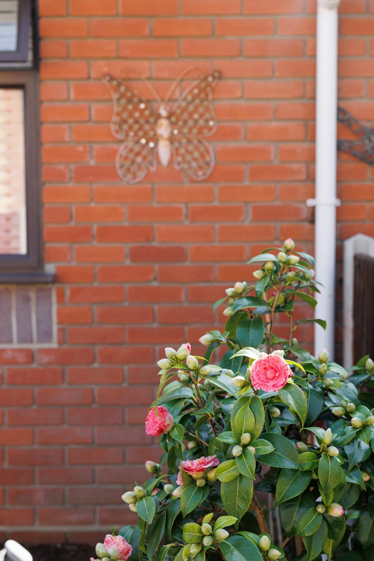 Rose Bush