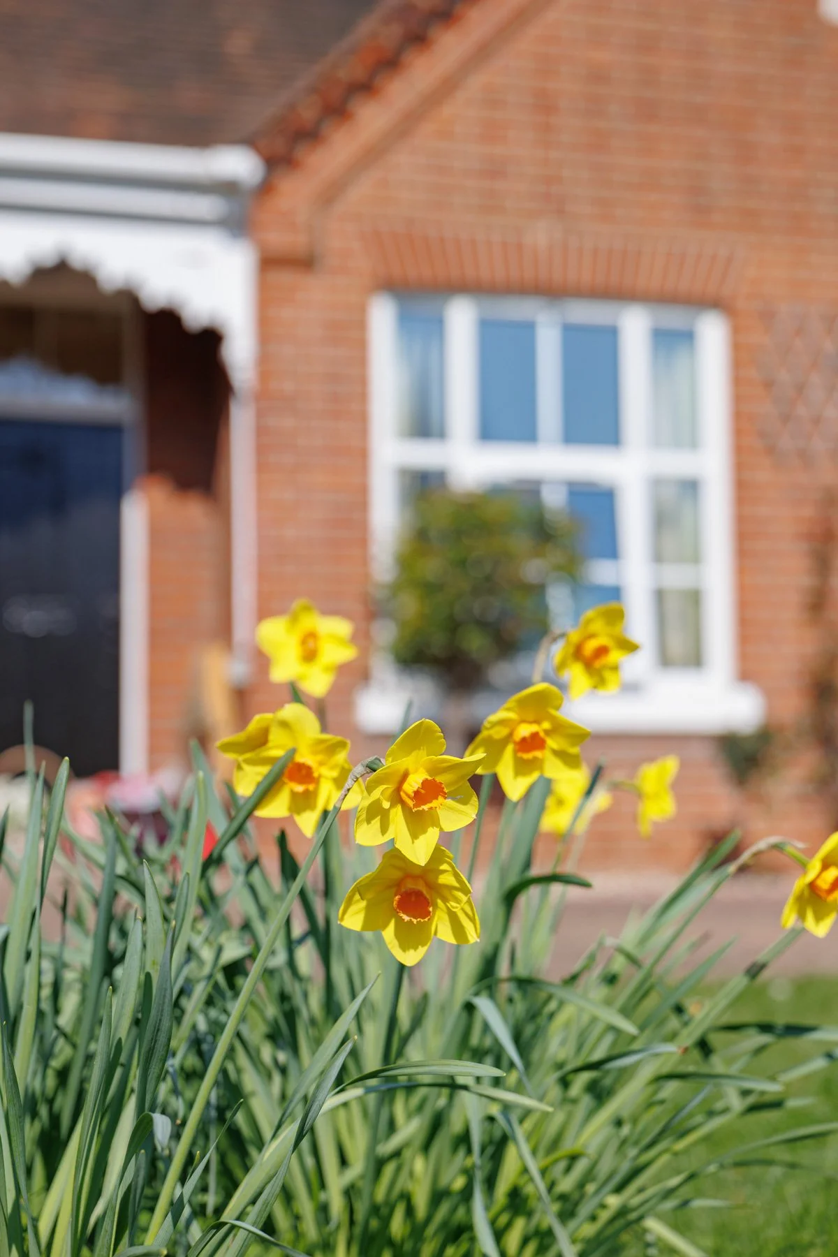 Flowers in the grounds in the Almshouses
