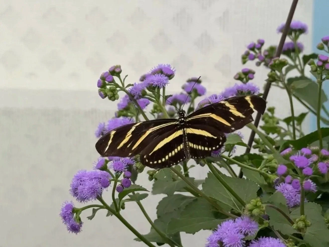 Butterfly Encounter at the Flower Fields in Carlsbad, California