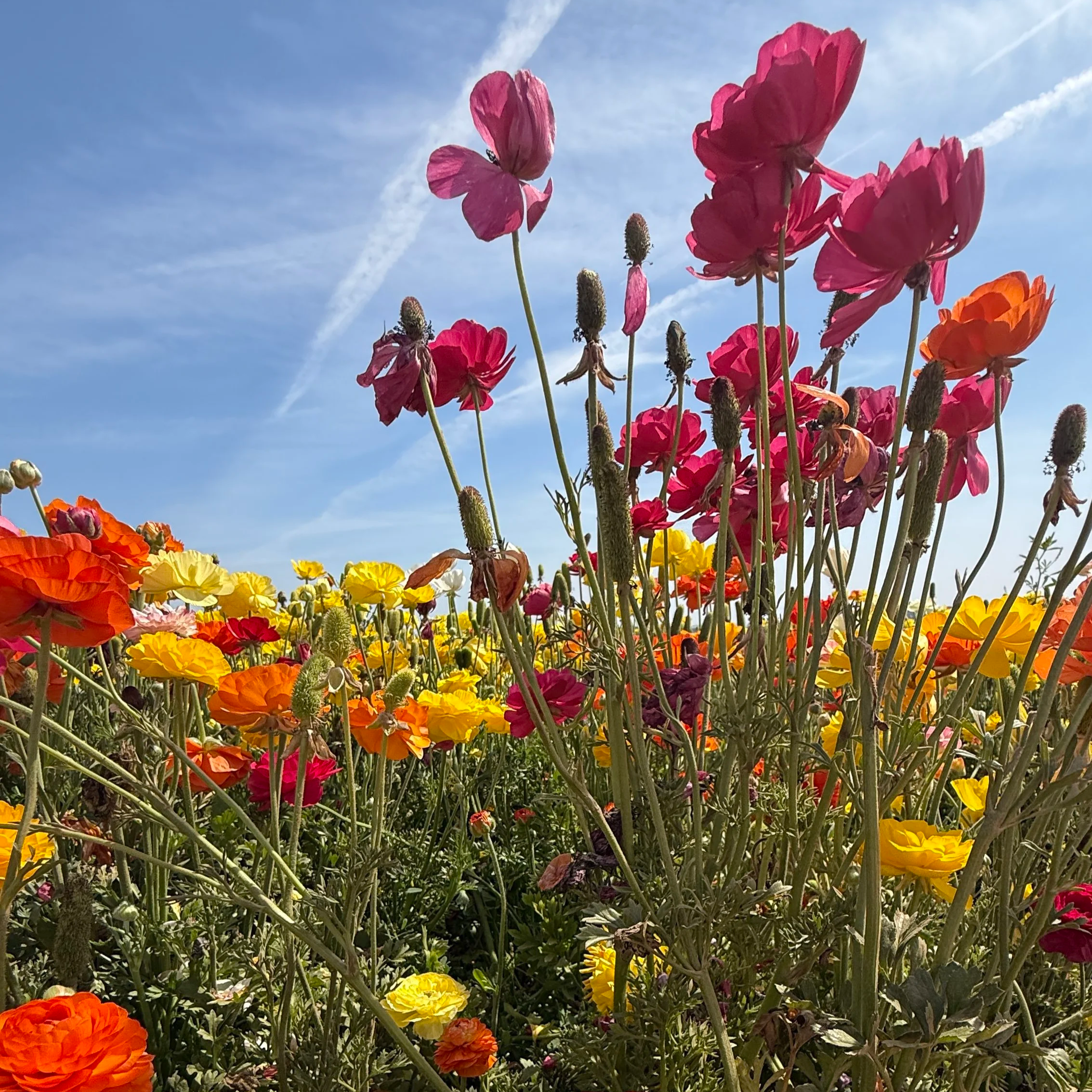 Flower Fields in Carlsbad, California
