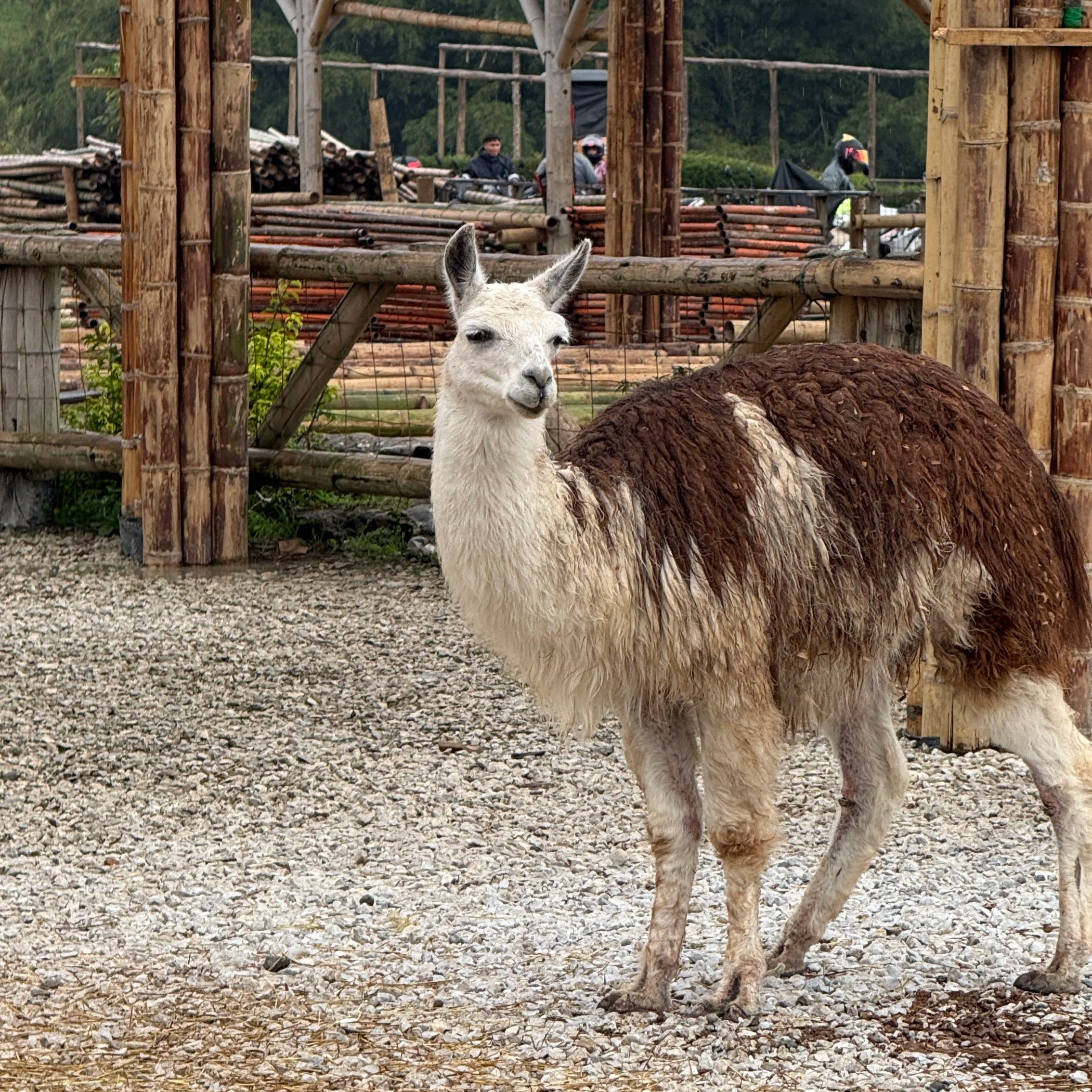 Llama on the day trip to Guatapé, Colombia