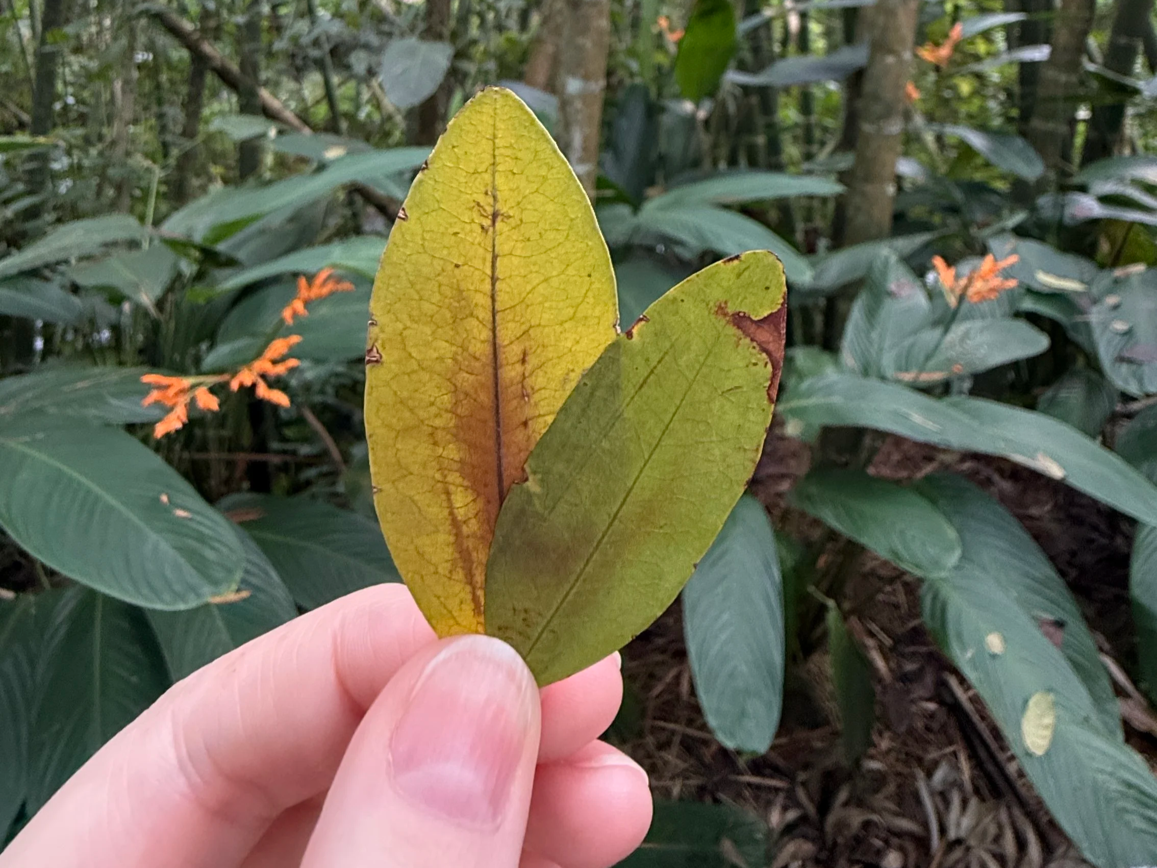 Coca leaf example on the More Than Escobar Tour from Real City Tours in Medellin Colombia