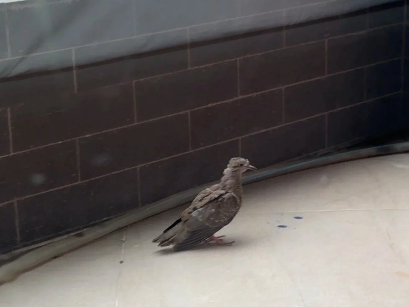 Injured bird on the balcony in Medellin, Colombia
