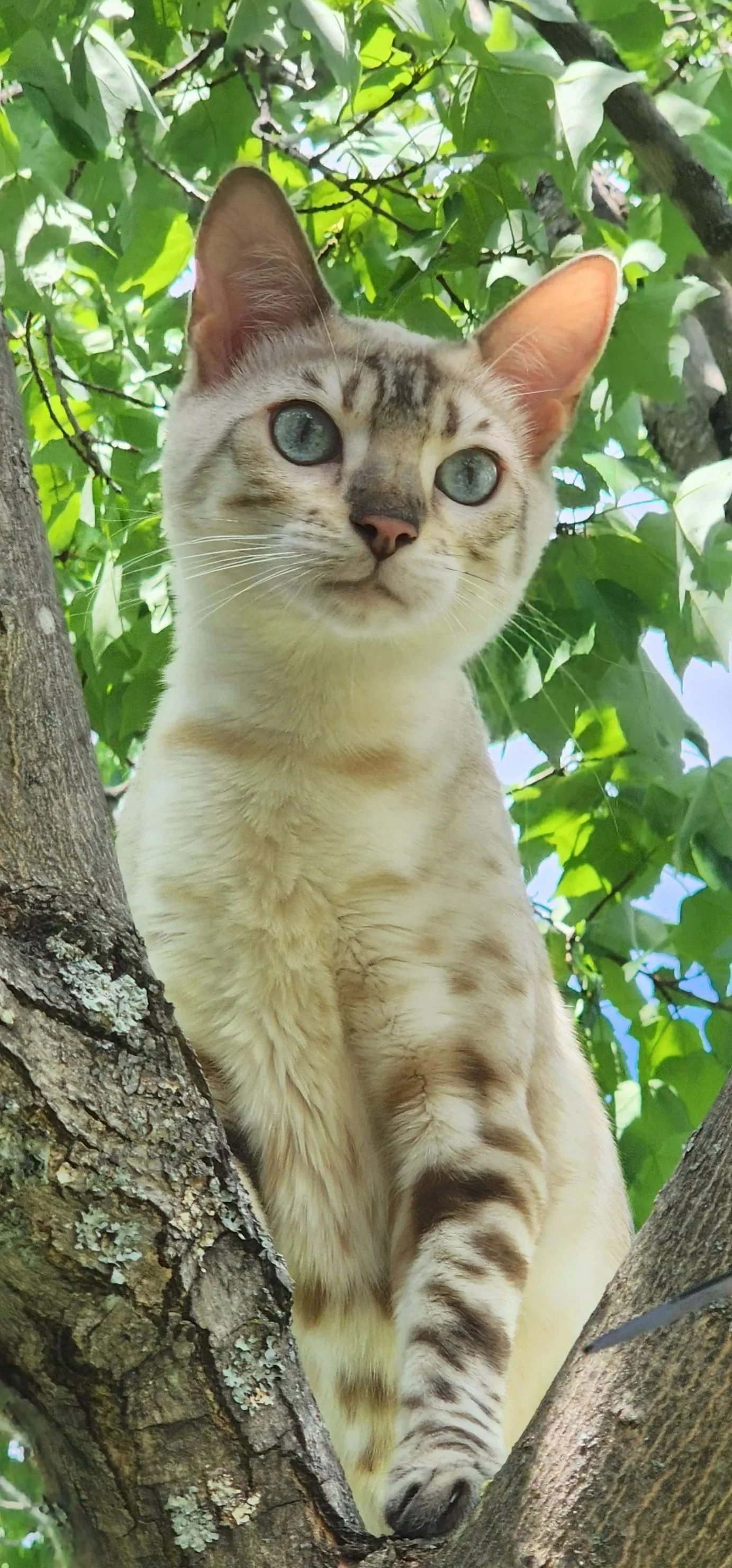 Young tabby cat with blue eyes sitting on a tree branch surrounded by green leaves.
