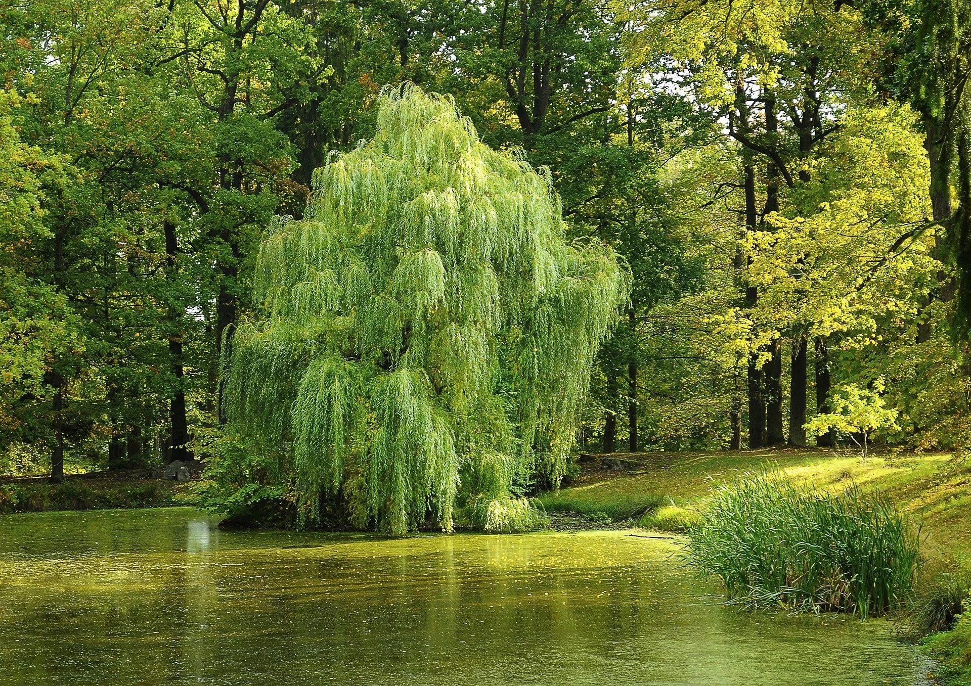A serene pond surrounded by lush green trees and a prominent weeping willow tree leaning over the water, with sunlight filtering through the leaves.