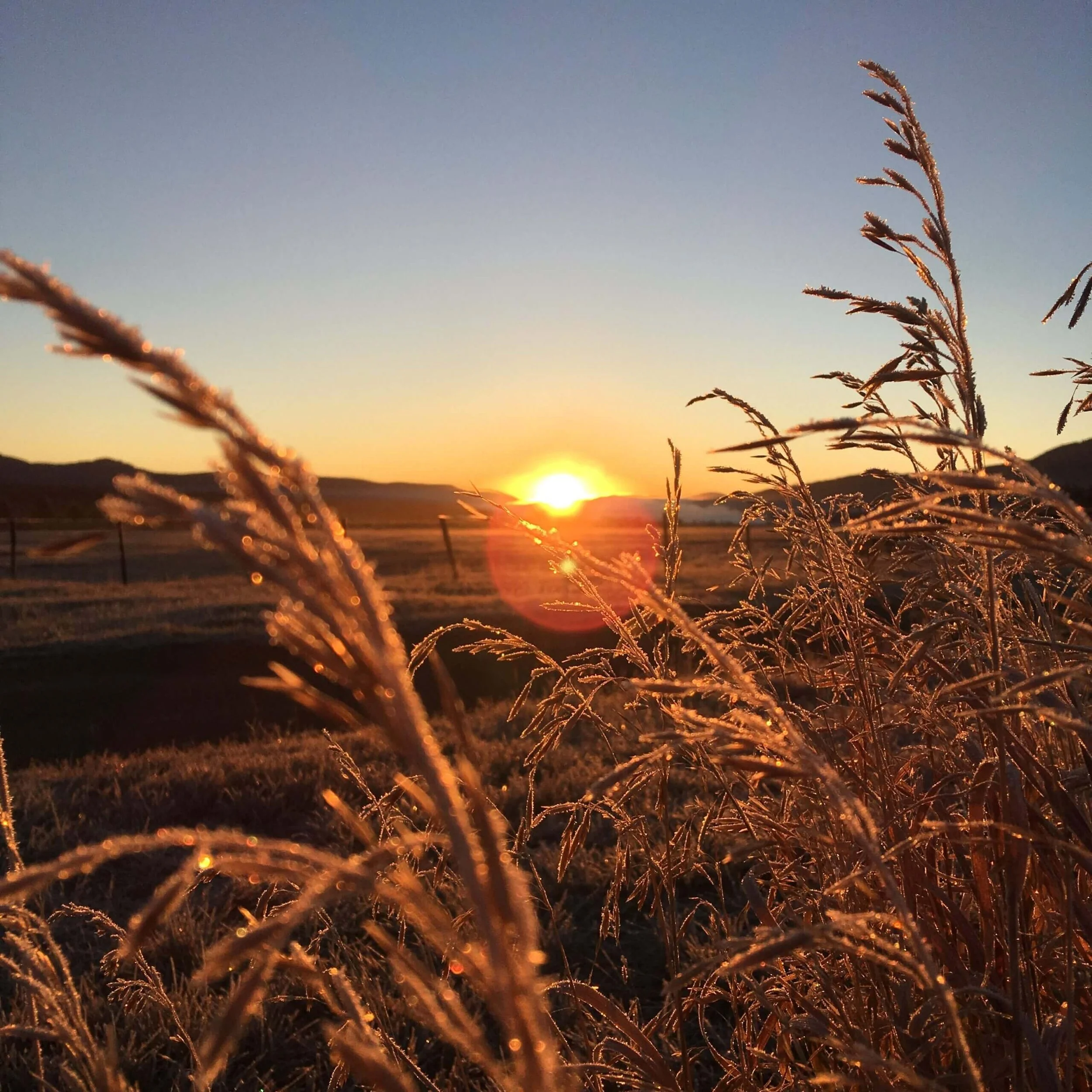 A sunset over a rural landscape with tall grass in the foreground.