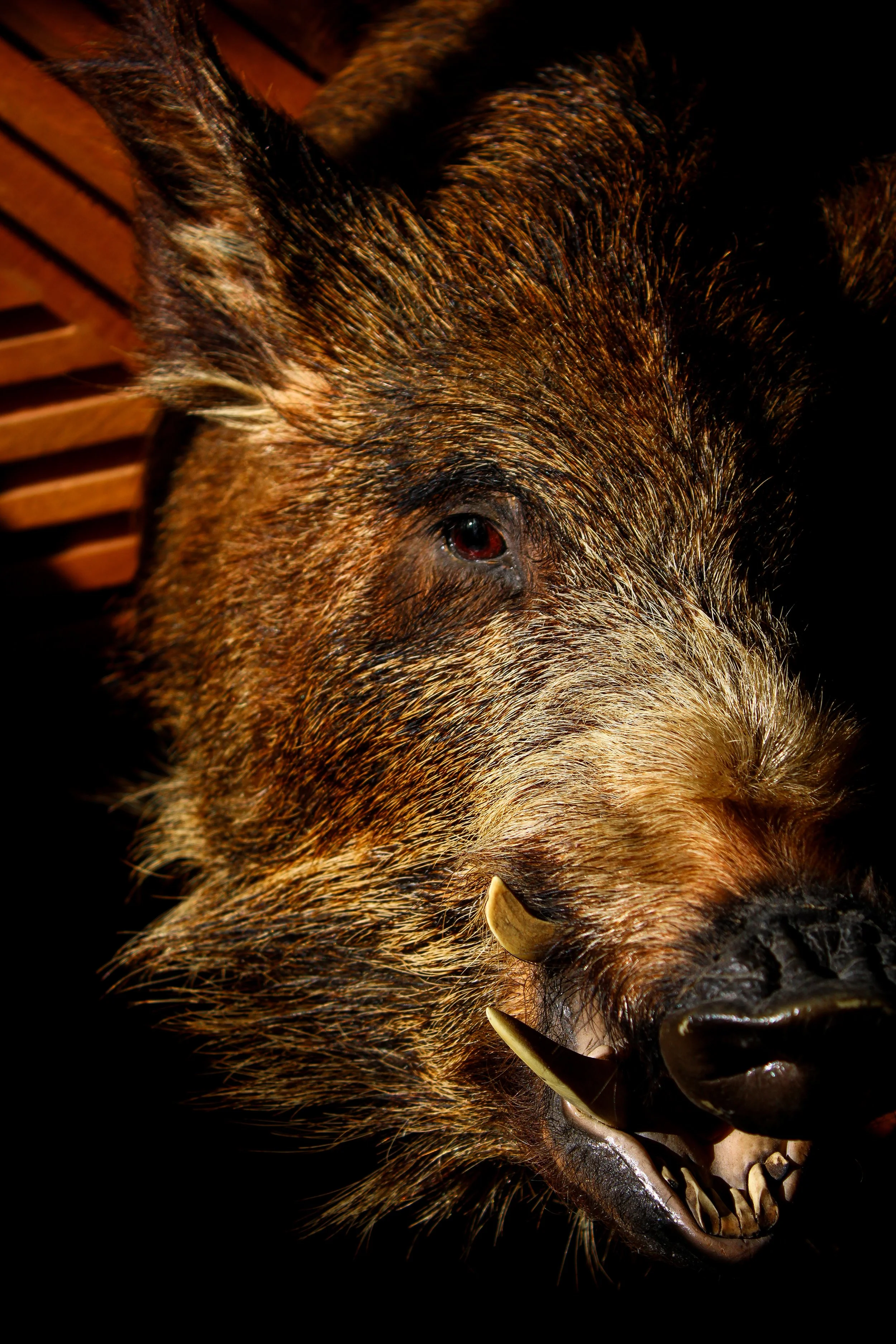 Close-up of a wild boar showing its head, tusks, and coarse fur, against a dark background.