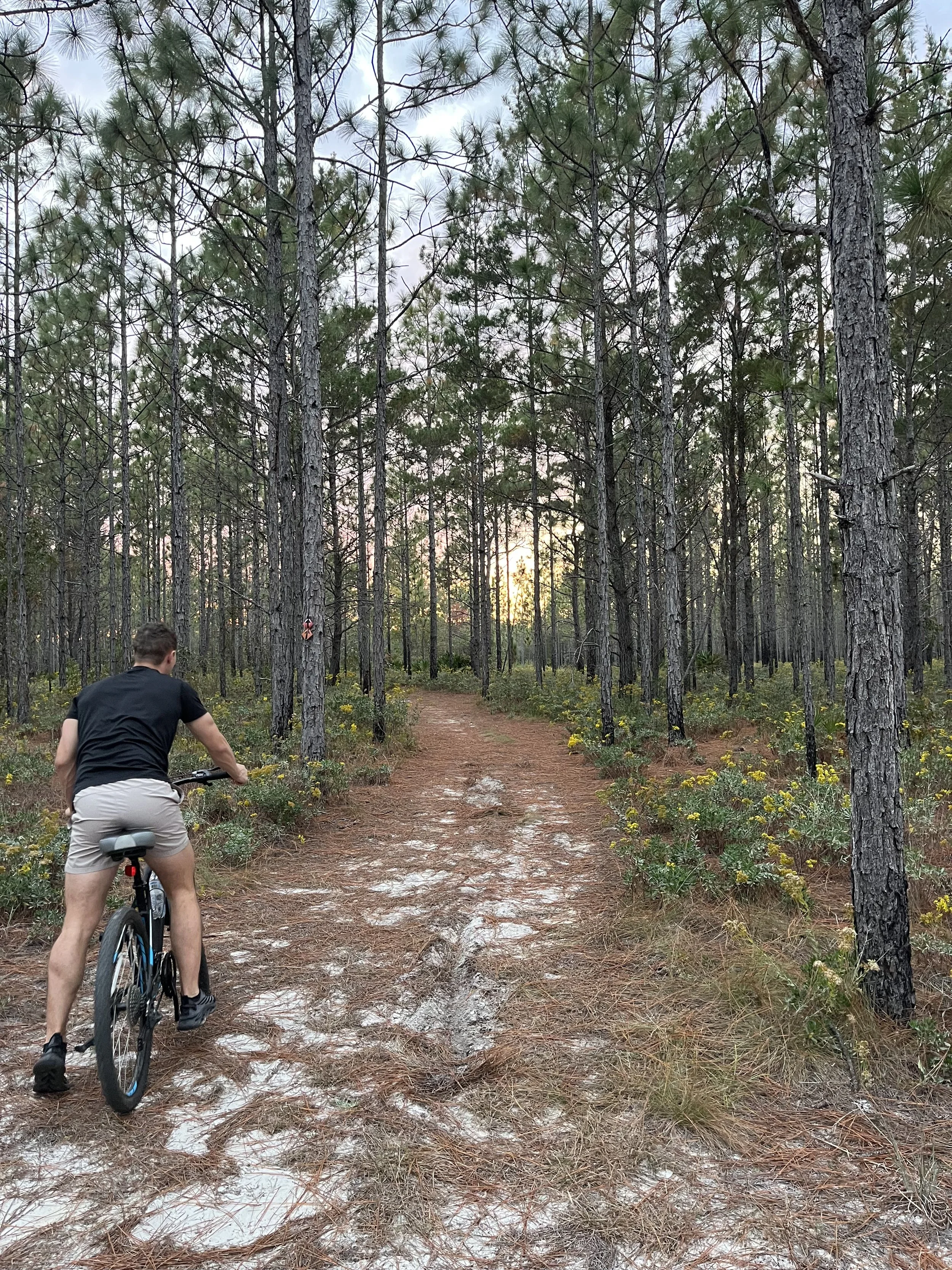 A man riding a mountain bike along a dirt trail through a pine forest at sunset.