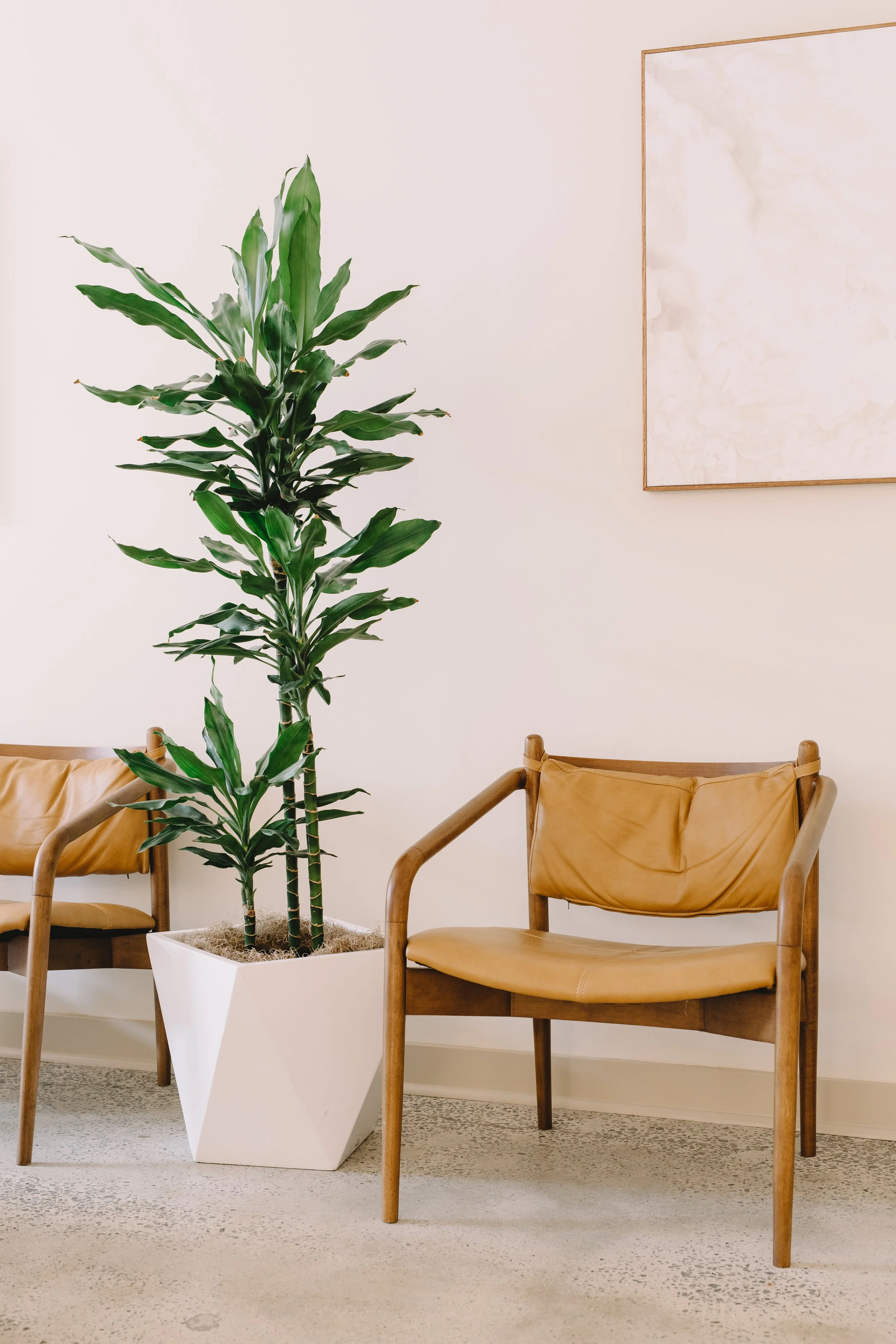Interior scene with two tan leather chairs with wooden frames, a tall green houseplant in a white geometric planter, light-colored wall art, and beige carpeted floor.