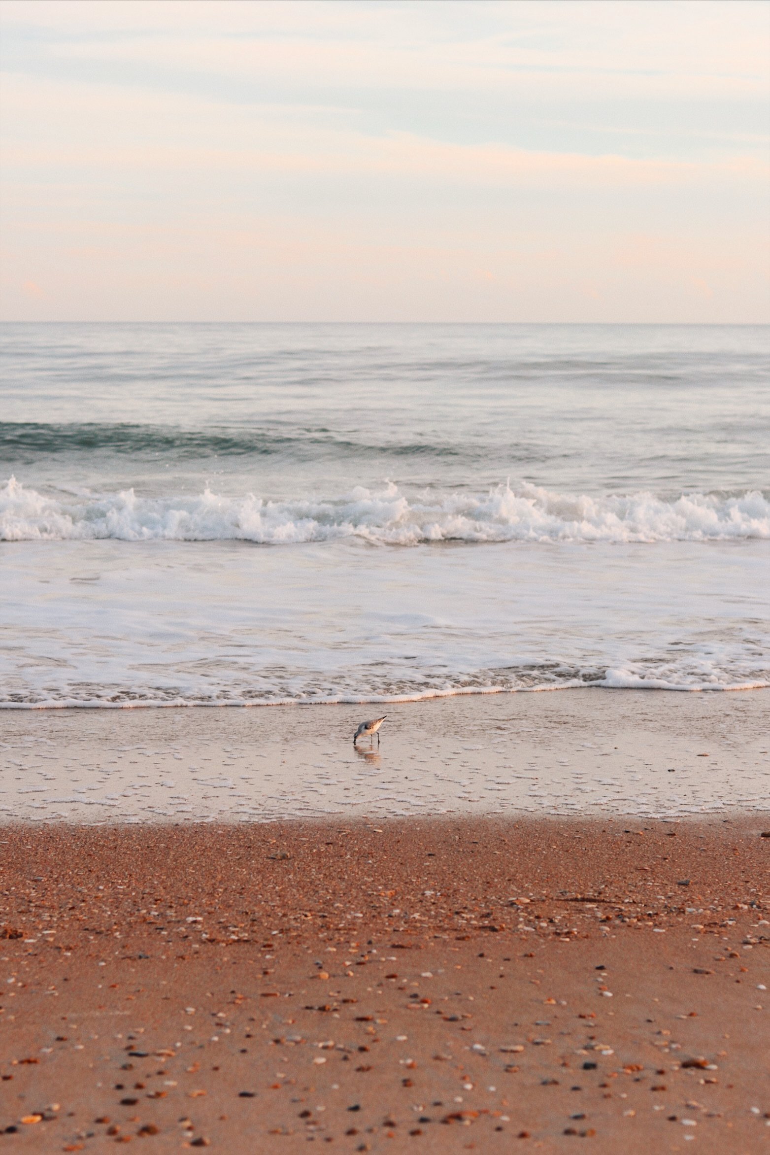 A seagull standing on a sandy beach near the water.