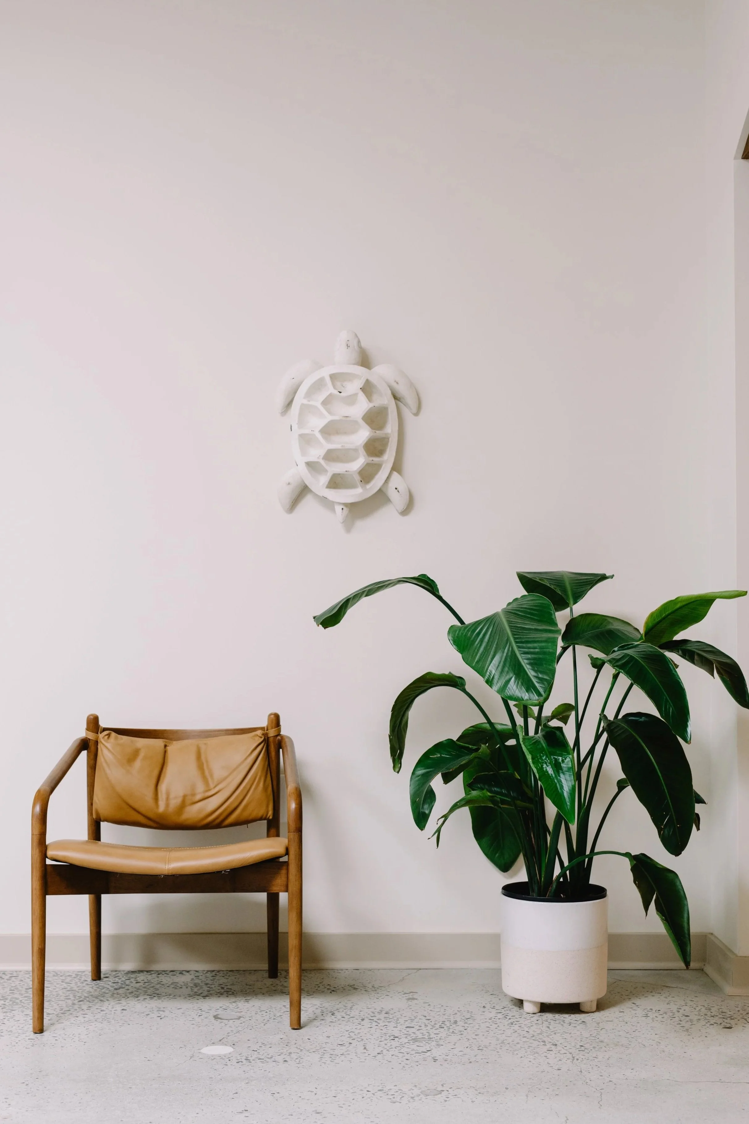 A white wall with a decorative white turtle wall hanging, a tan leather chair with wooden frame, and a large green plant in a white pot.