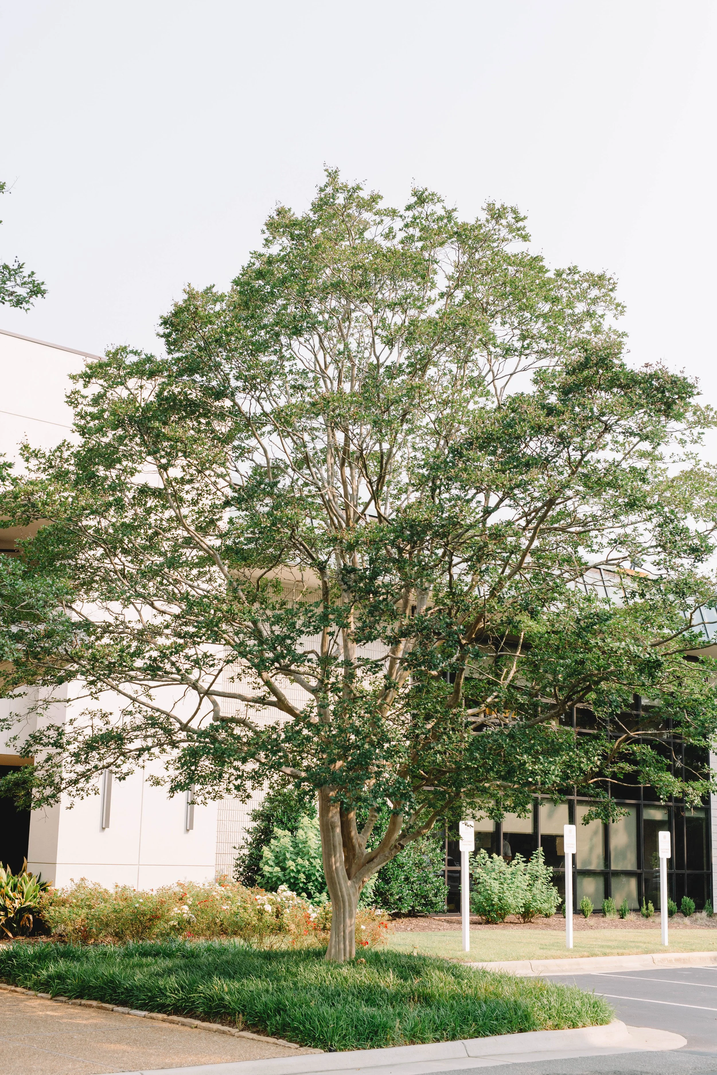 A tall green tree in front of a modern office building with glass windows, surrounded by bushes, flowers, and a parking lot.