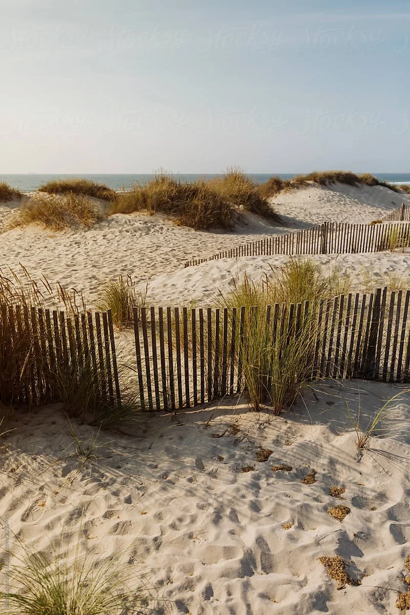 Sand dunes with grass and a wooden fence by the beach, ocean in the background under a clear sky.