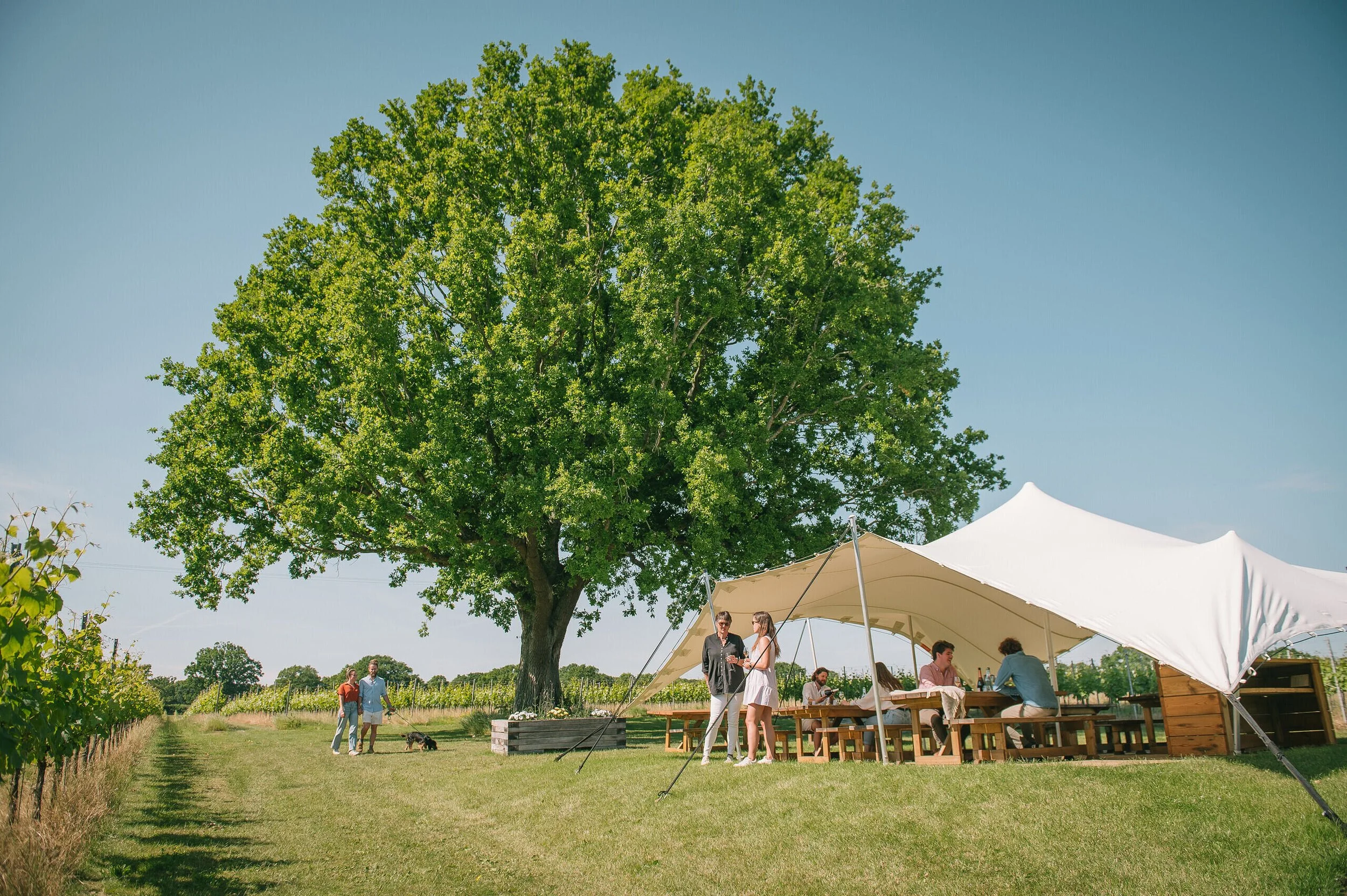 People enjoying a picnic under a large tree in a vineyard with a white canopy and outdoor seating.